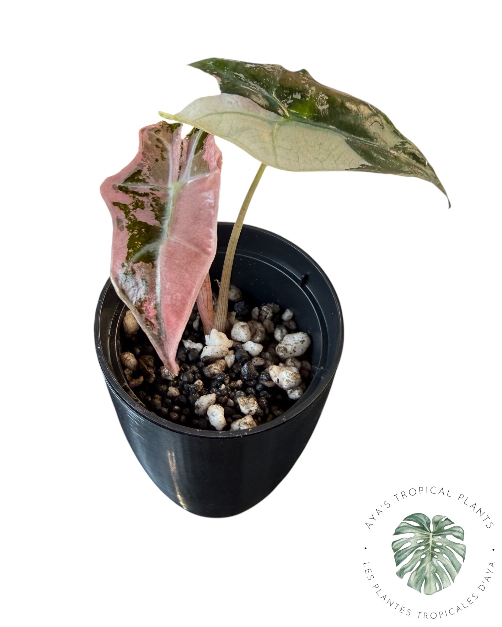 Alocasia Nobilis Pink Variegated