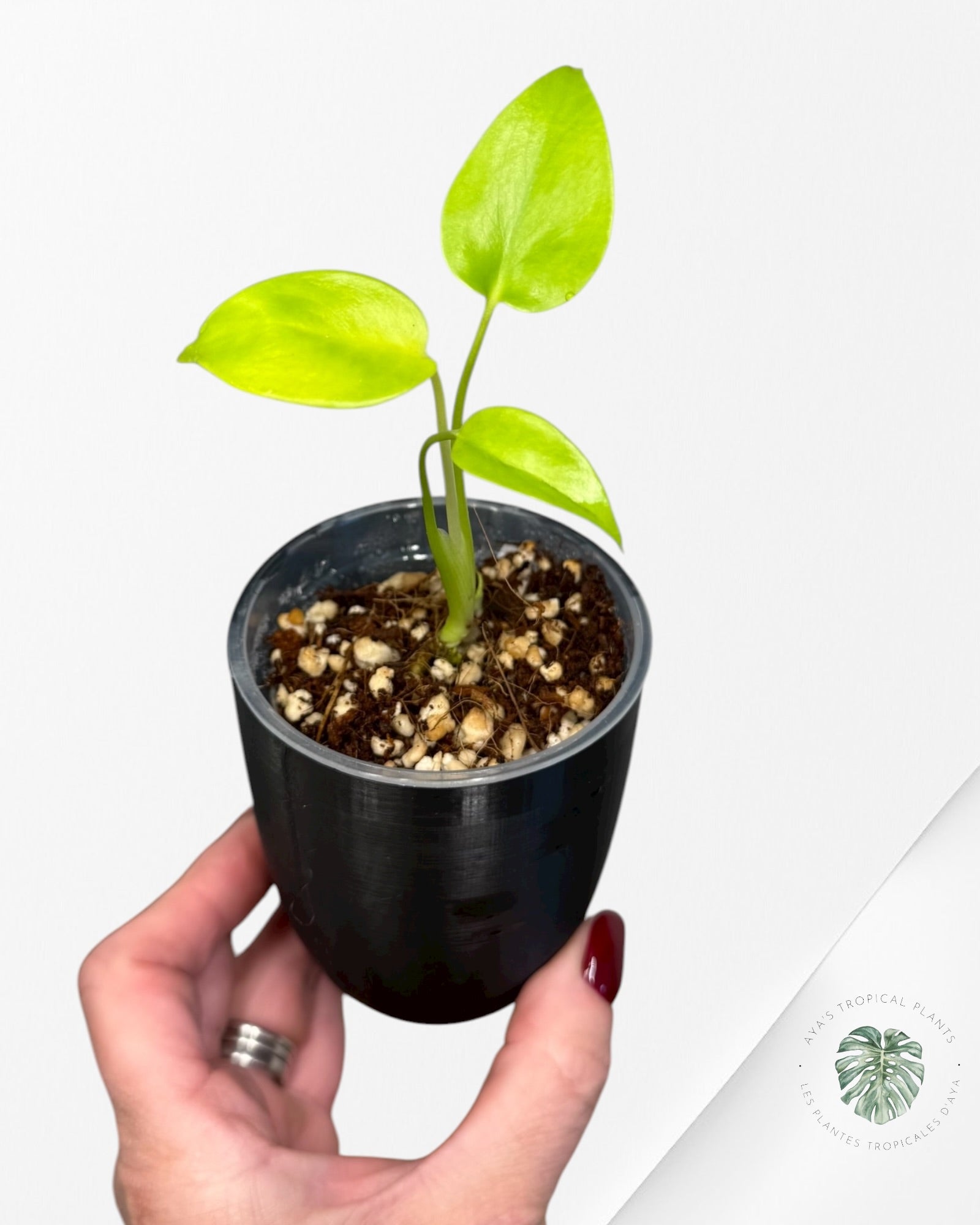 Monstera ‘Lemon Lime’