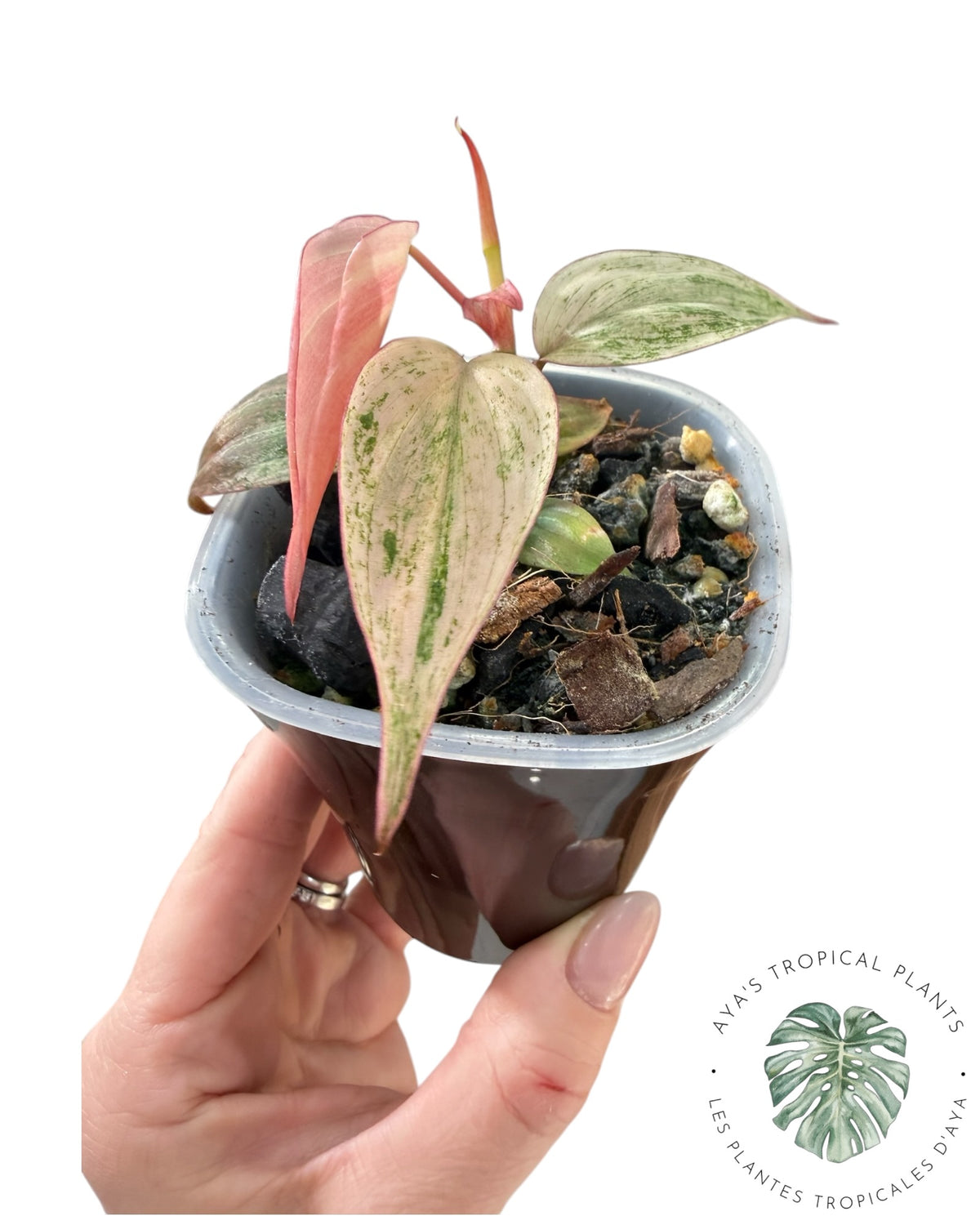 Philodendron Pink Micans Mint