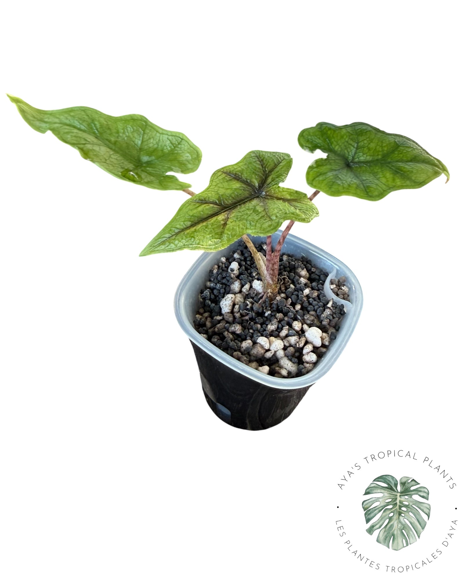 Alocasia Jacklyn panaché