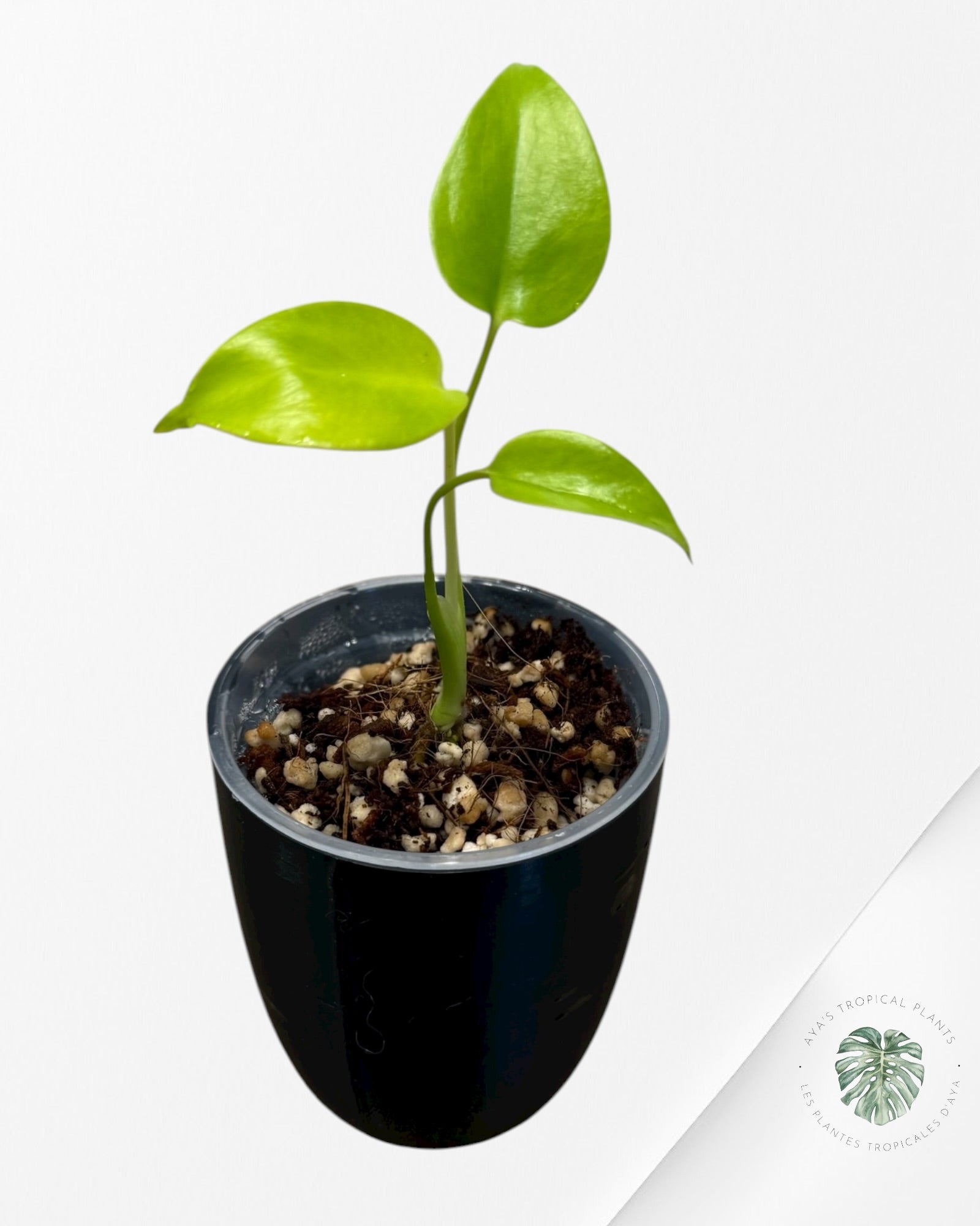 Monstera ‘Lemon Lime’