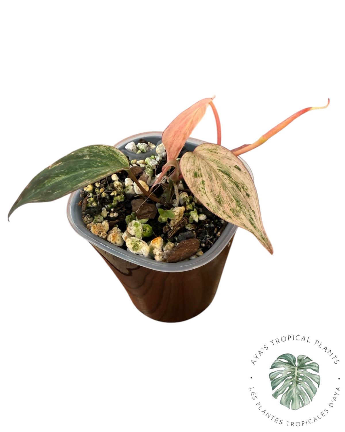 Philodendron Pink Micans Mint m