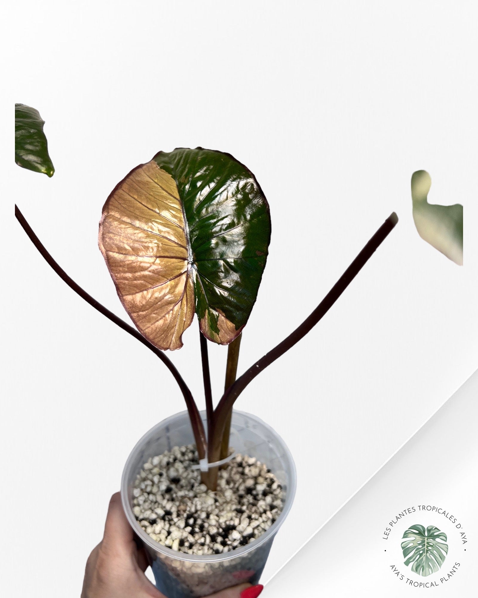 Alocasia Serendipity