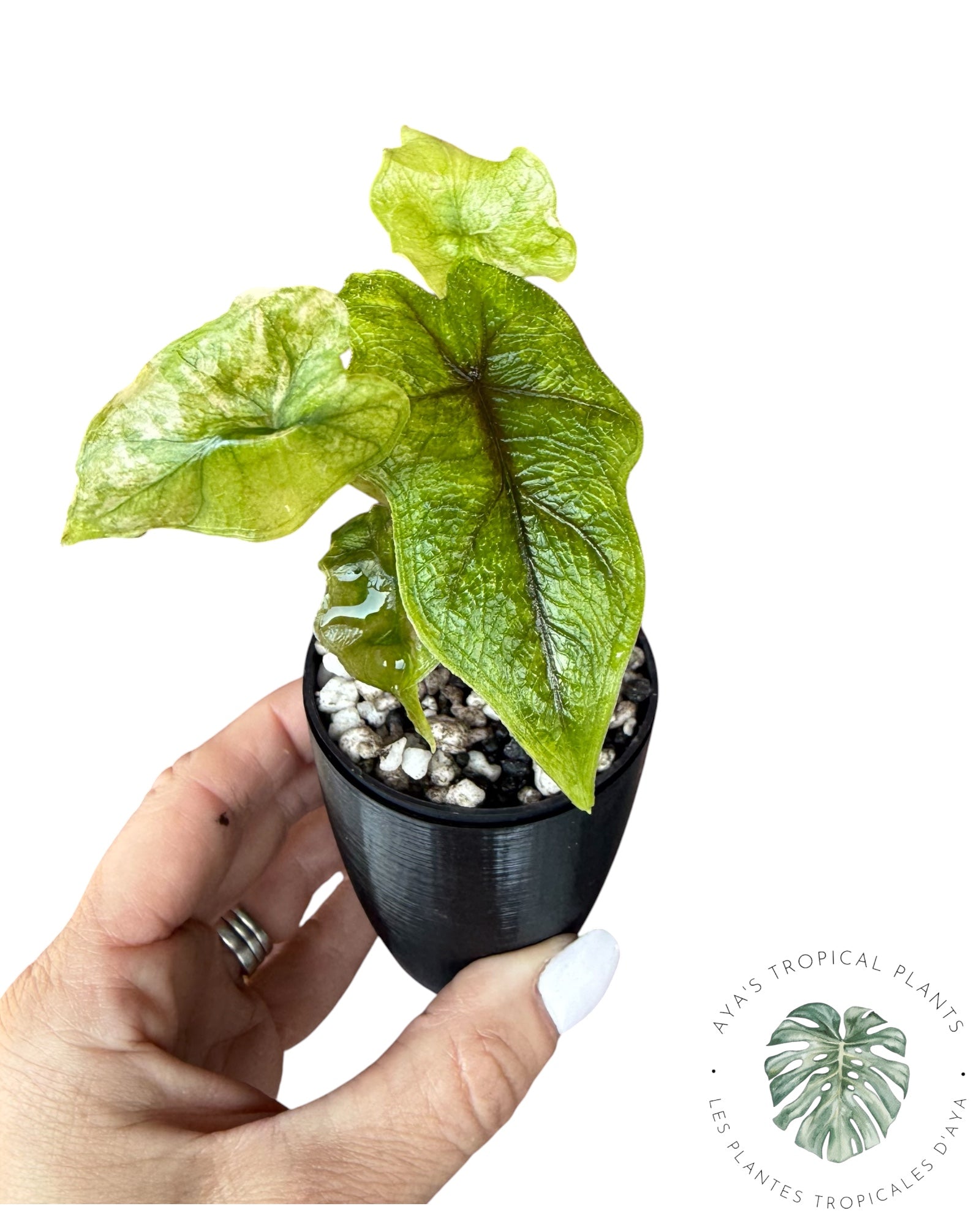 Alocasia Jacklyn Variegated (Grade A)