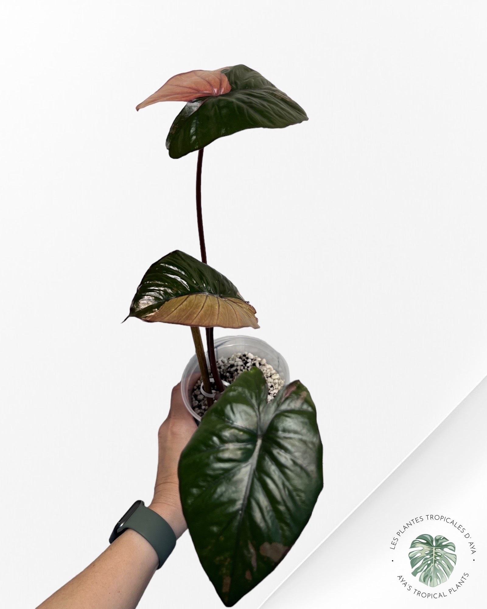 Alocasia Serendipity
