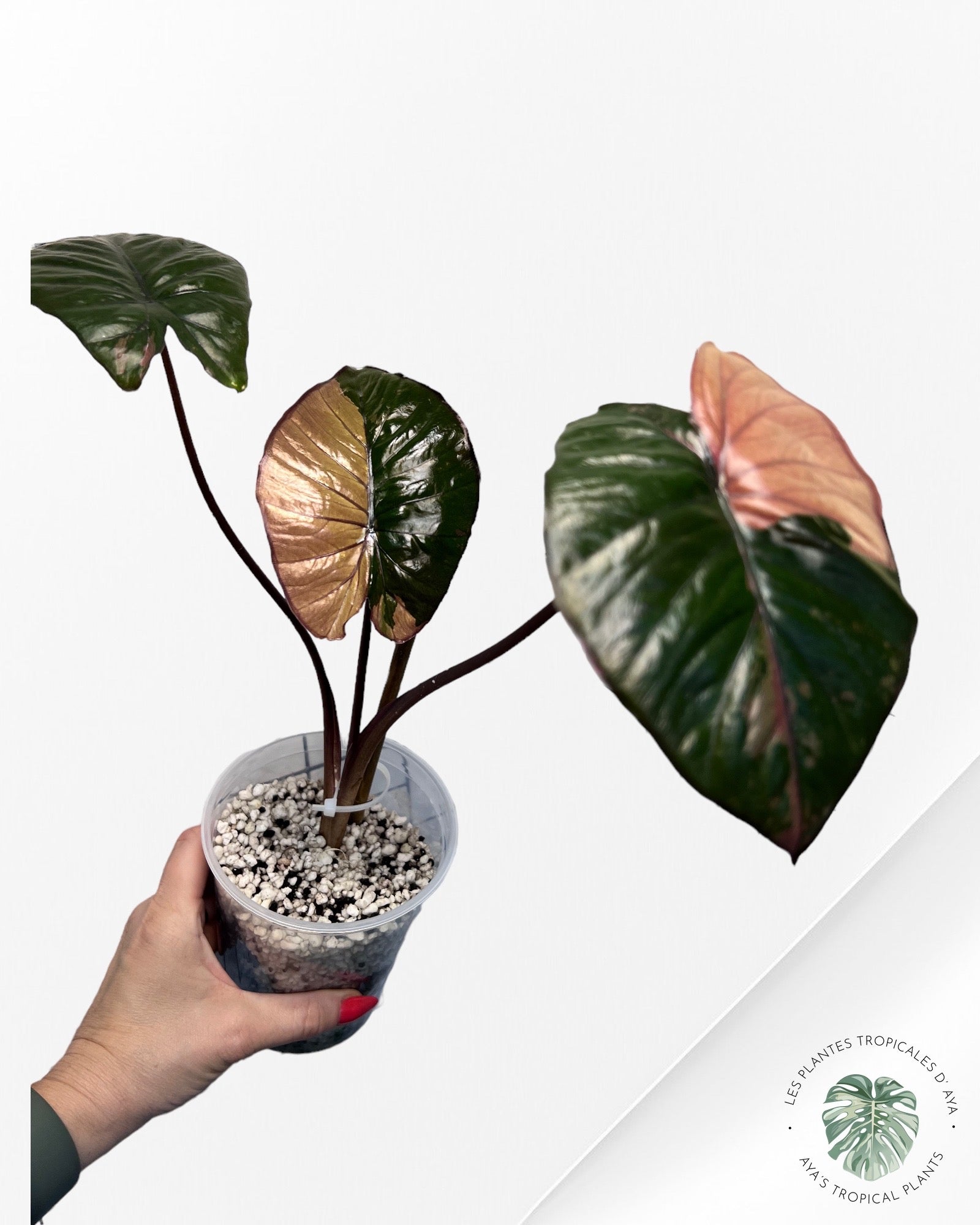 Alocasia Serendipity