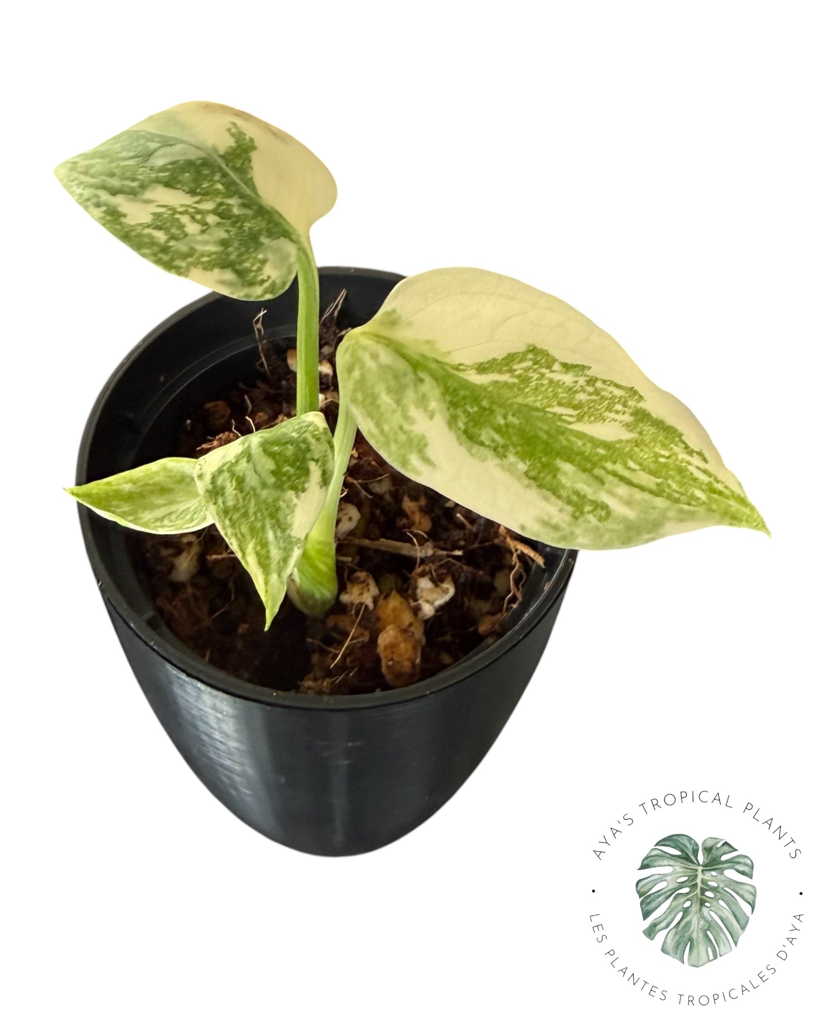 Monstera Thai Platinum