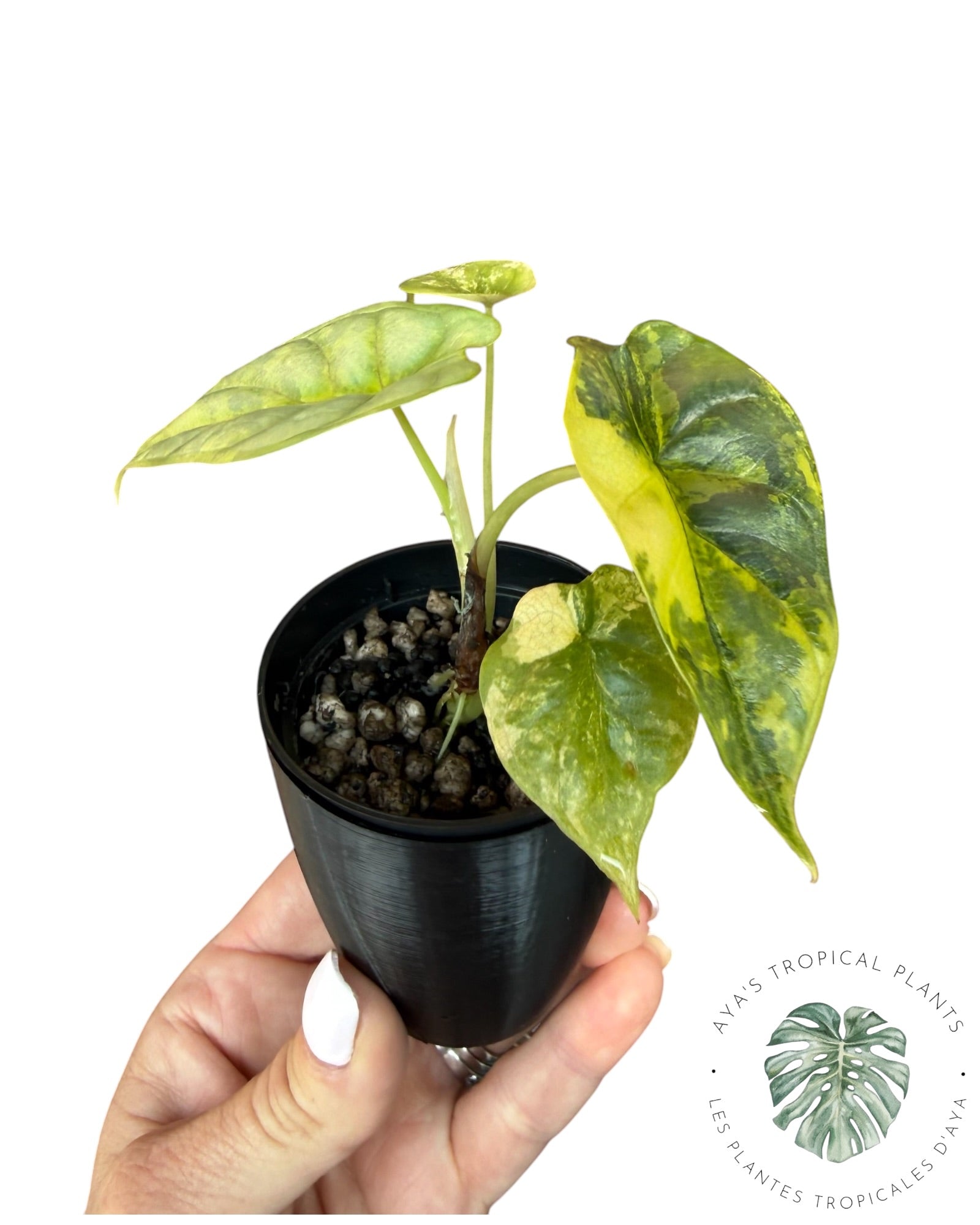 Alocasia Silver Dragon Aurea Variegated