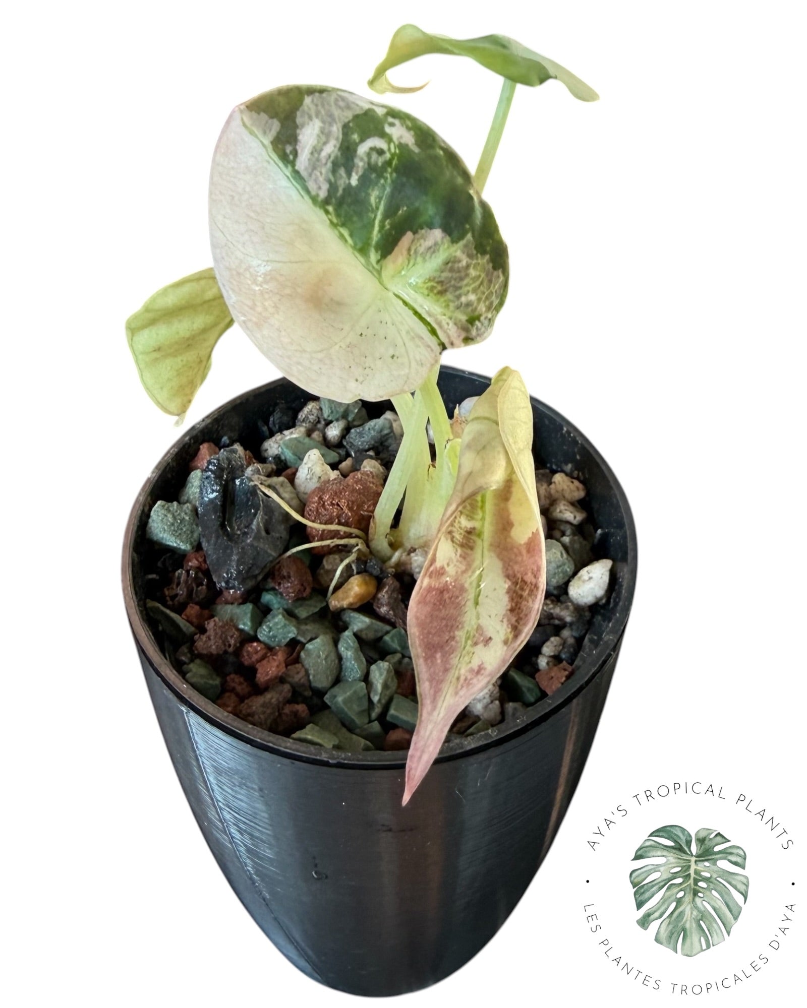 Alocasia Black Velvet Snowflake Variegated