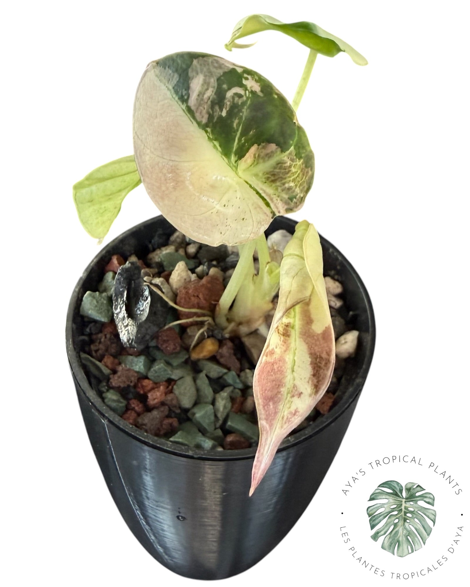 Alocasia Black Velvet Snowflake Variegated