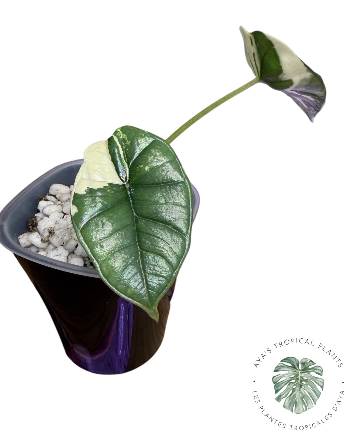 Alocasia Bisma Platinum Albo Variegated
