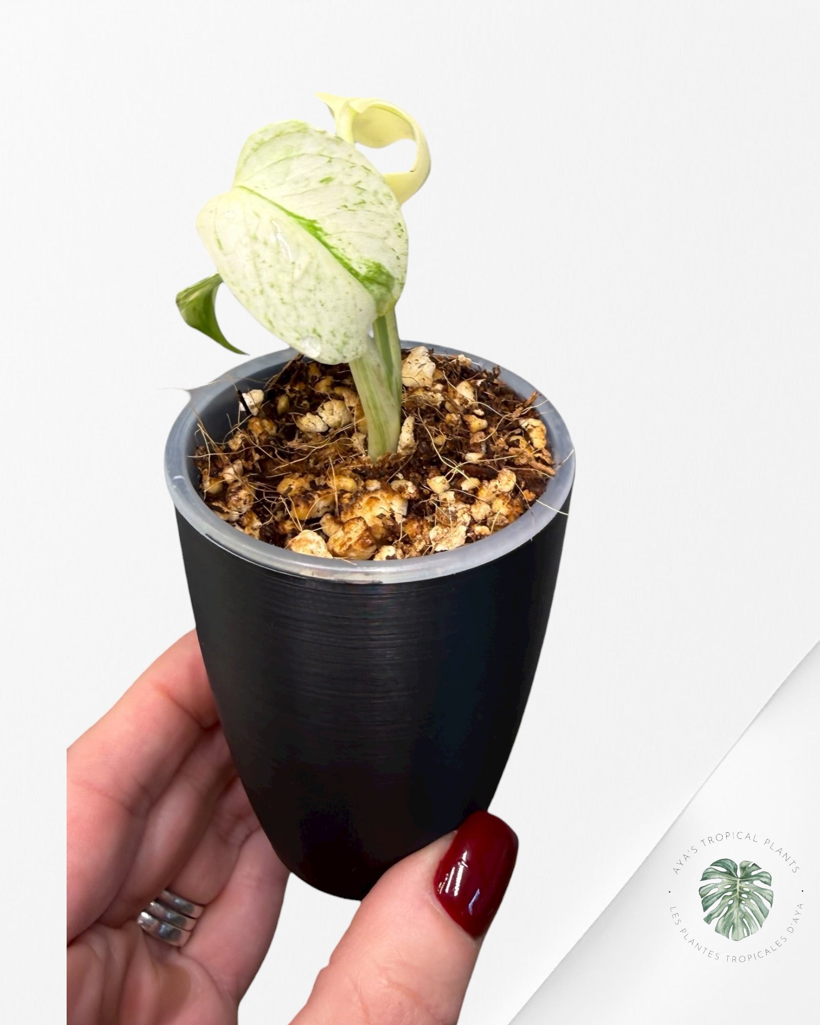 Monstera ‘White Mint’