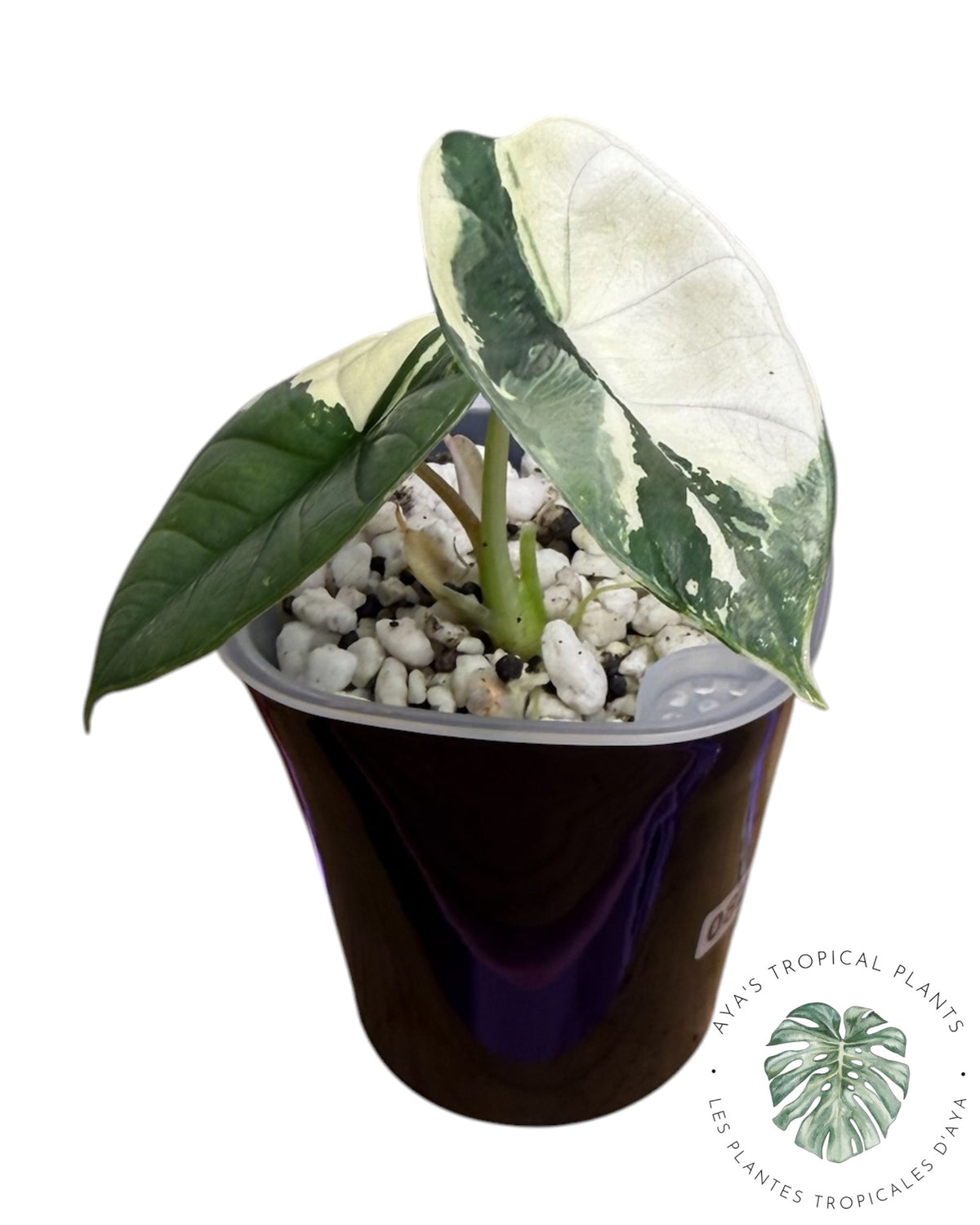 Alocasia Bisma Platinum Albo Variegated