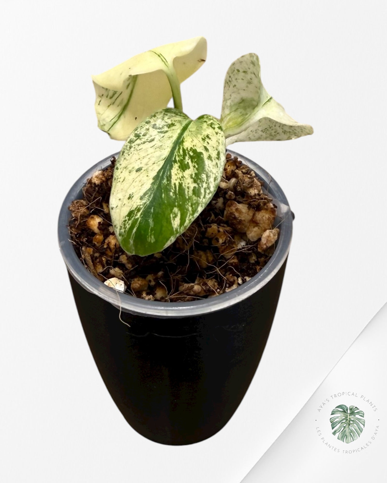 Monstera ‘White Mint’