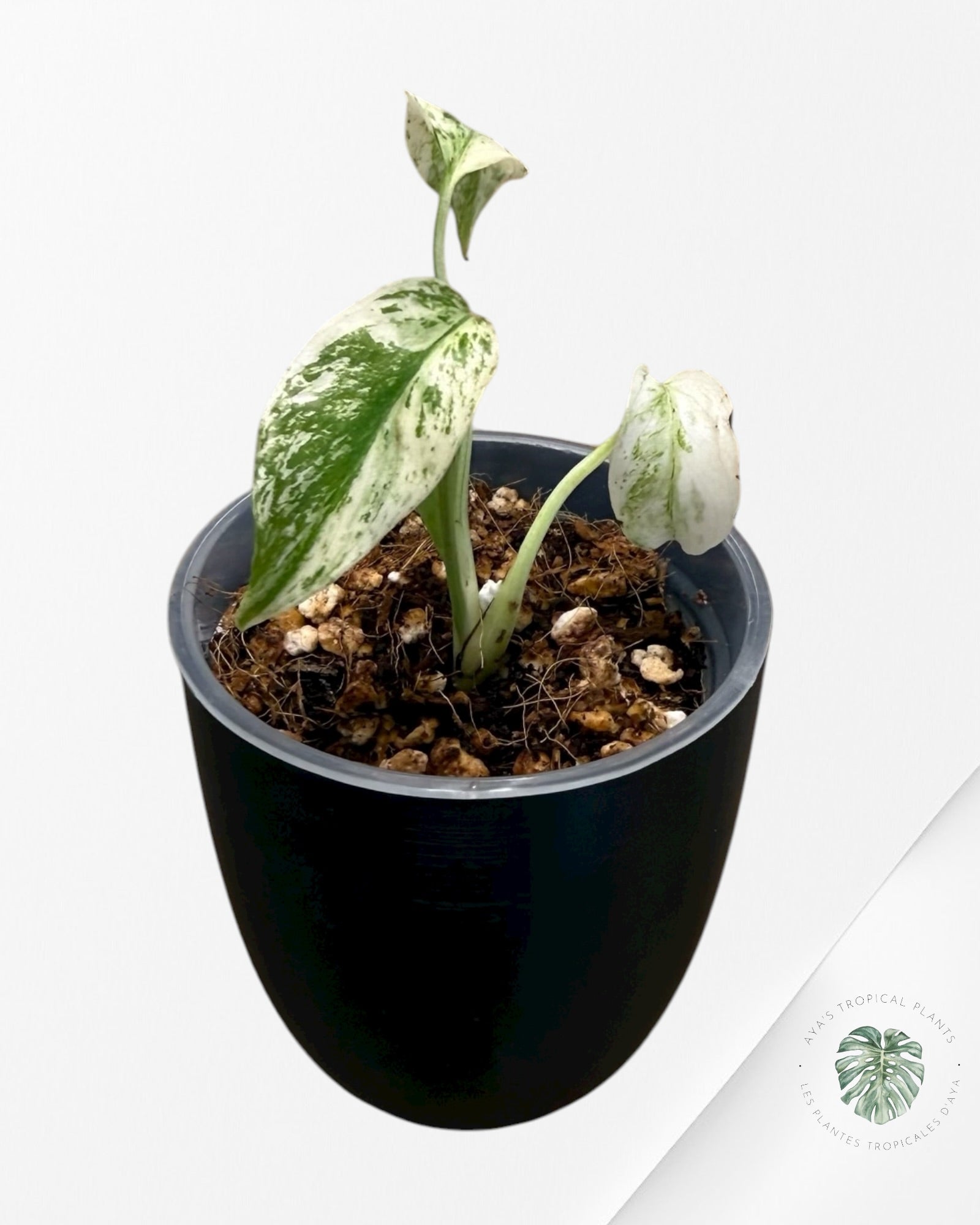 Monstera ‘White Mint’