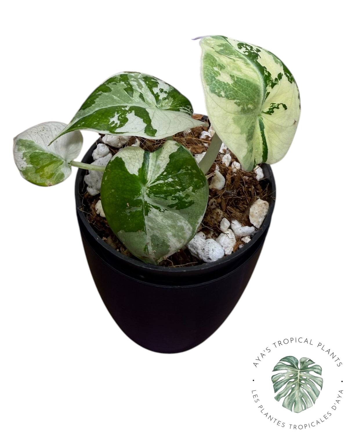 Alocasia Black Velvet Albo Pink Variegated