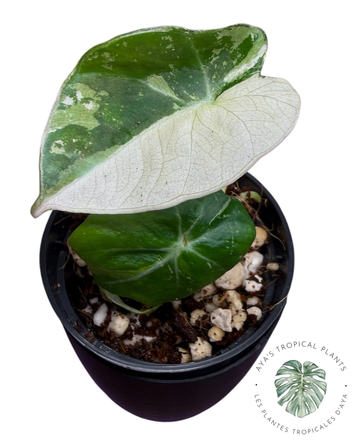 Alocasia Black Velvet Albo Pink Variegated