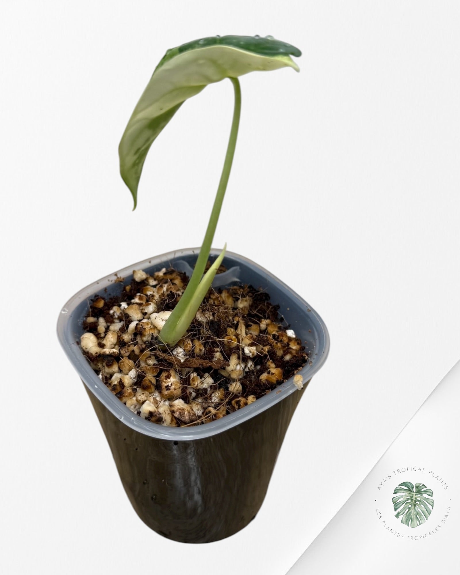 Alocasia Silver Dragon Albo Variegated