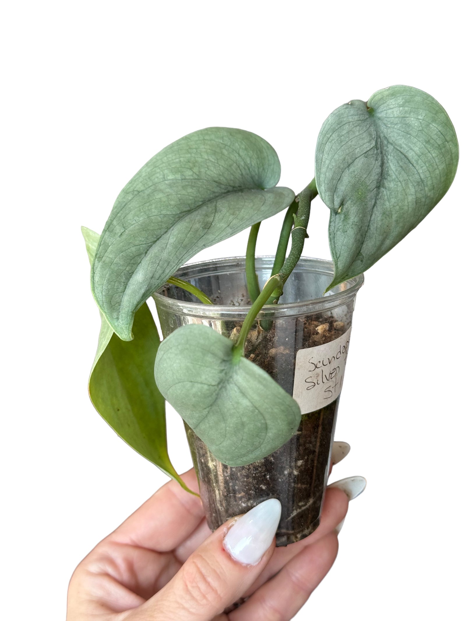 Philodendron Florida Beauty JAF1