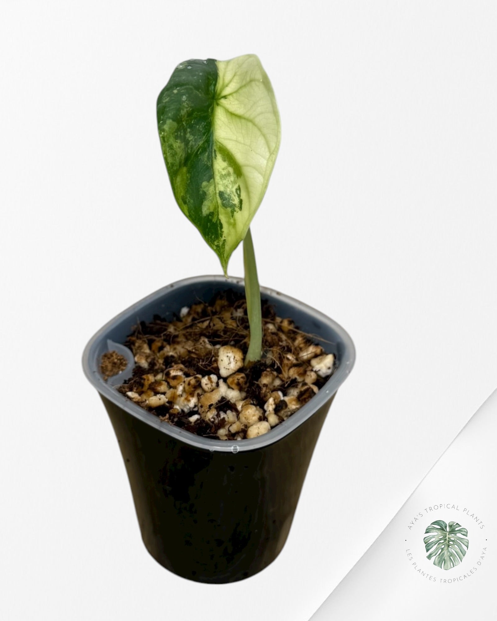 Alocasia Silver Dragon Albo Variegated