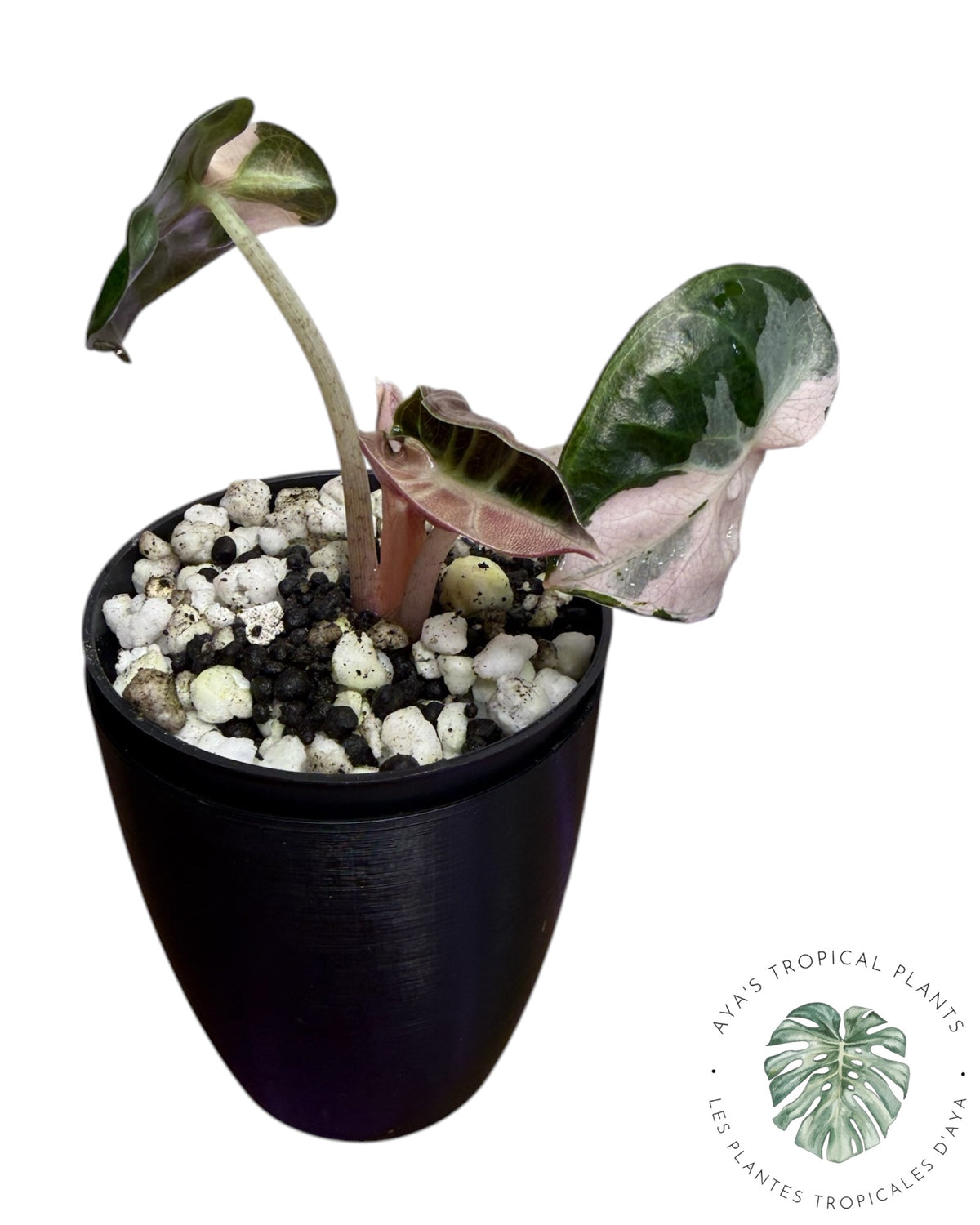 Alocasia Heart Balloon Pink variegated