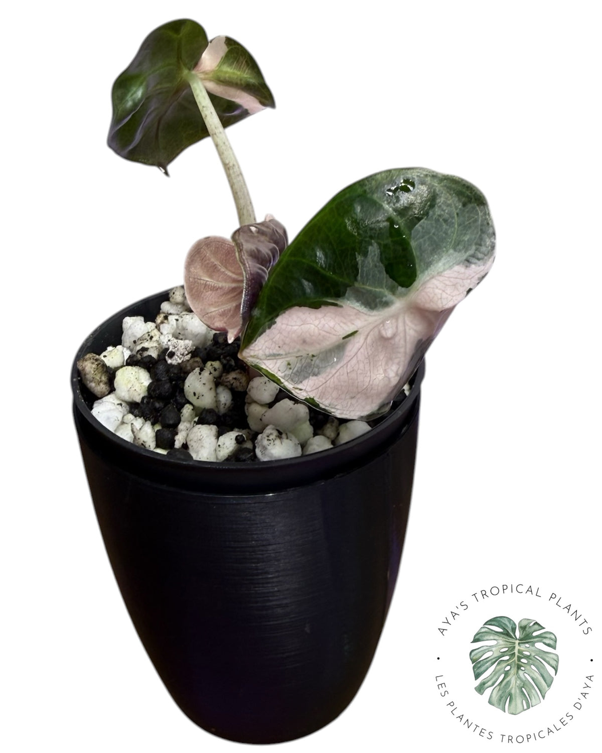Alocasia Heart Balloon Pink variegated