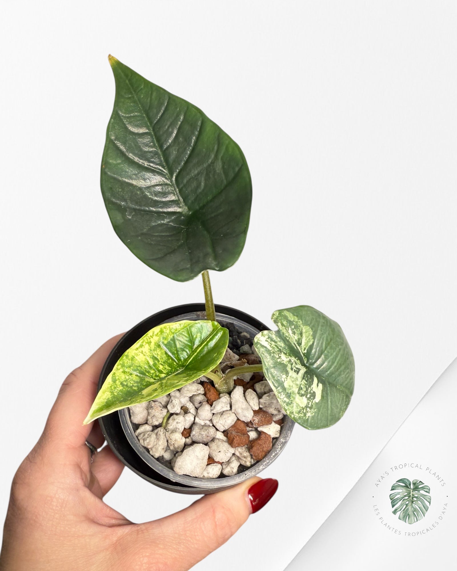 Alocasia Bisma Platinum Albo Variegated