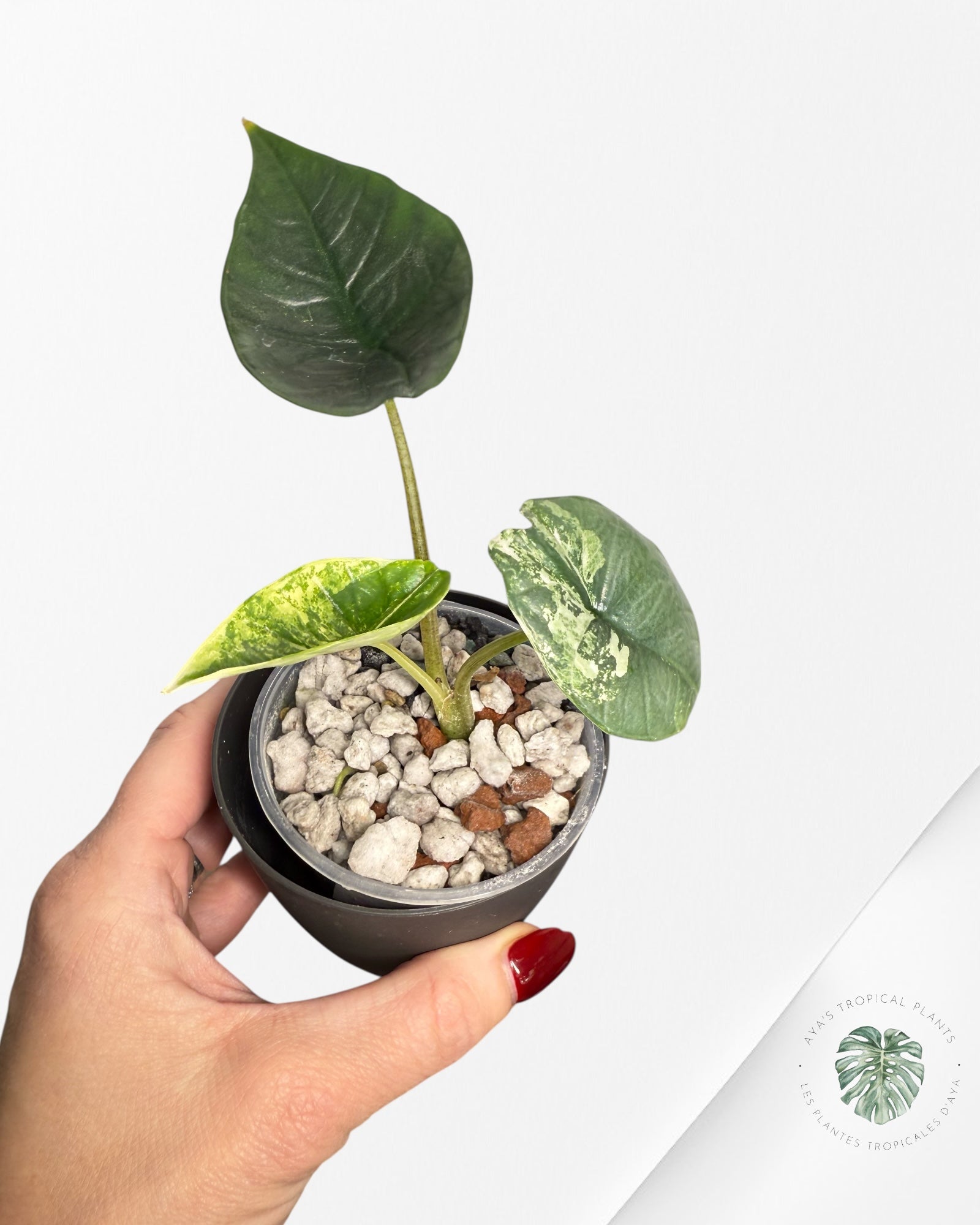 Alocasia Bisma Platinum Albo Variegated