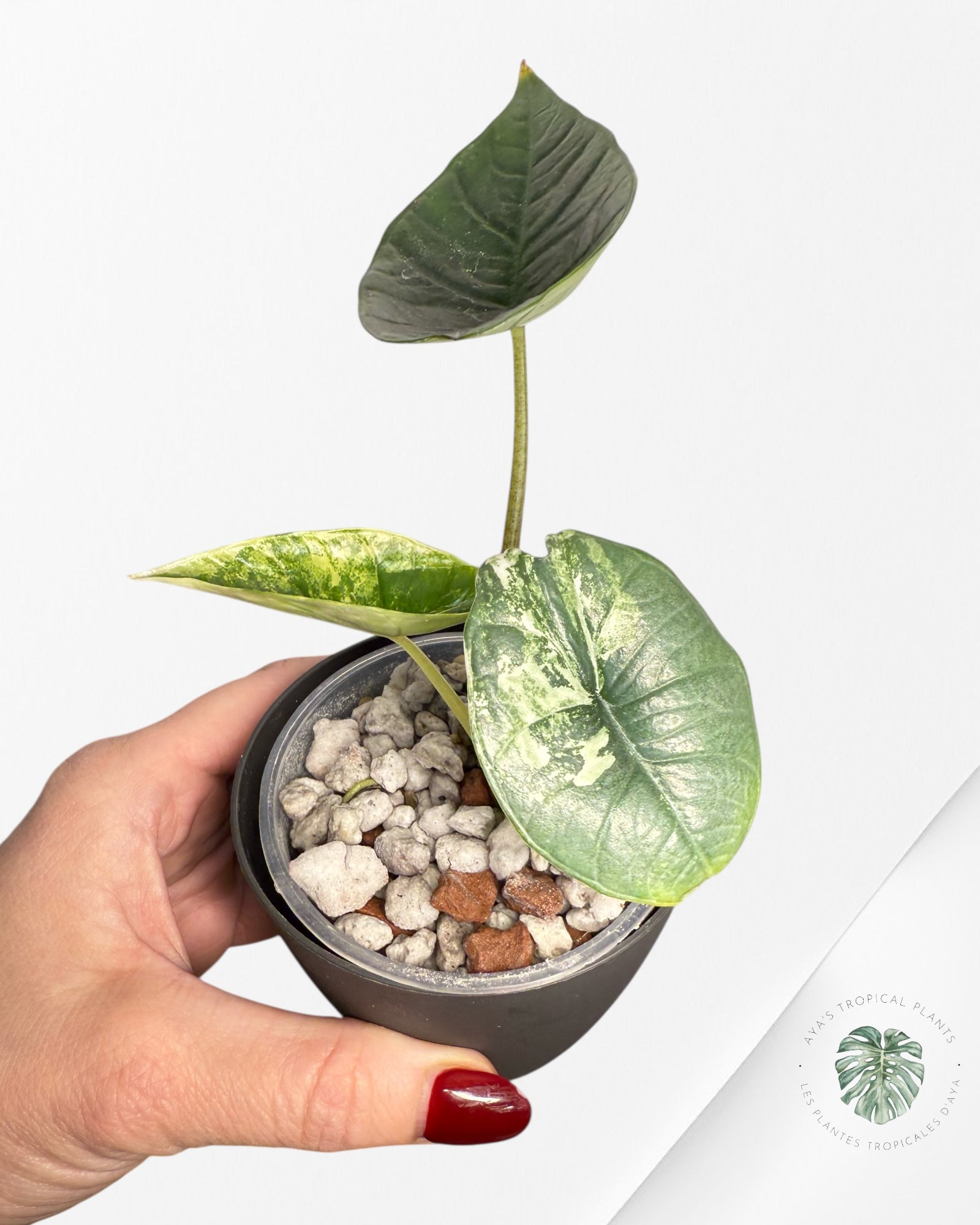 Alocasia Bisma Platinum Albo Variegated