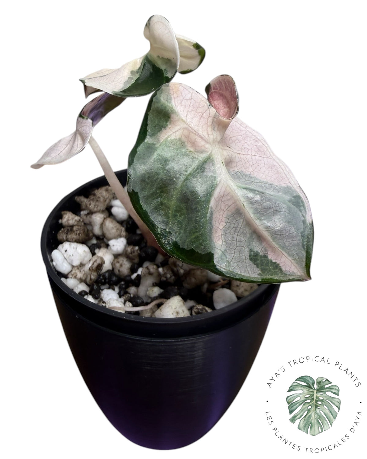 Alocasia Cœur Ballonet Rose panaché