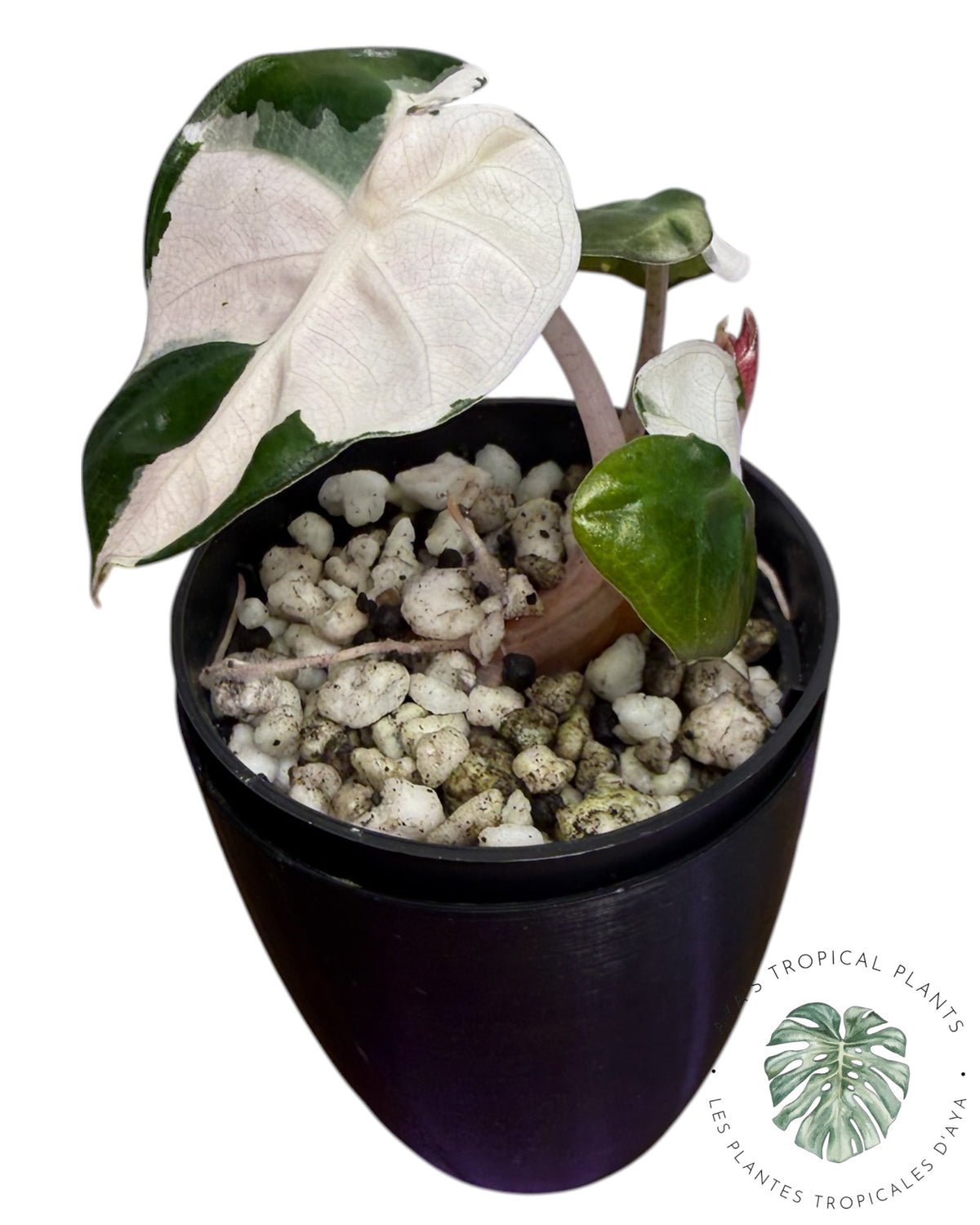 Alocasia Heart Balloon Pink variegated