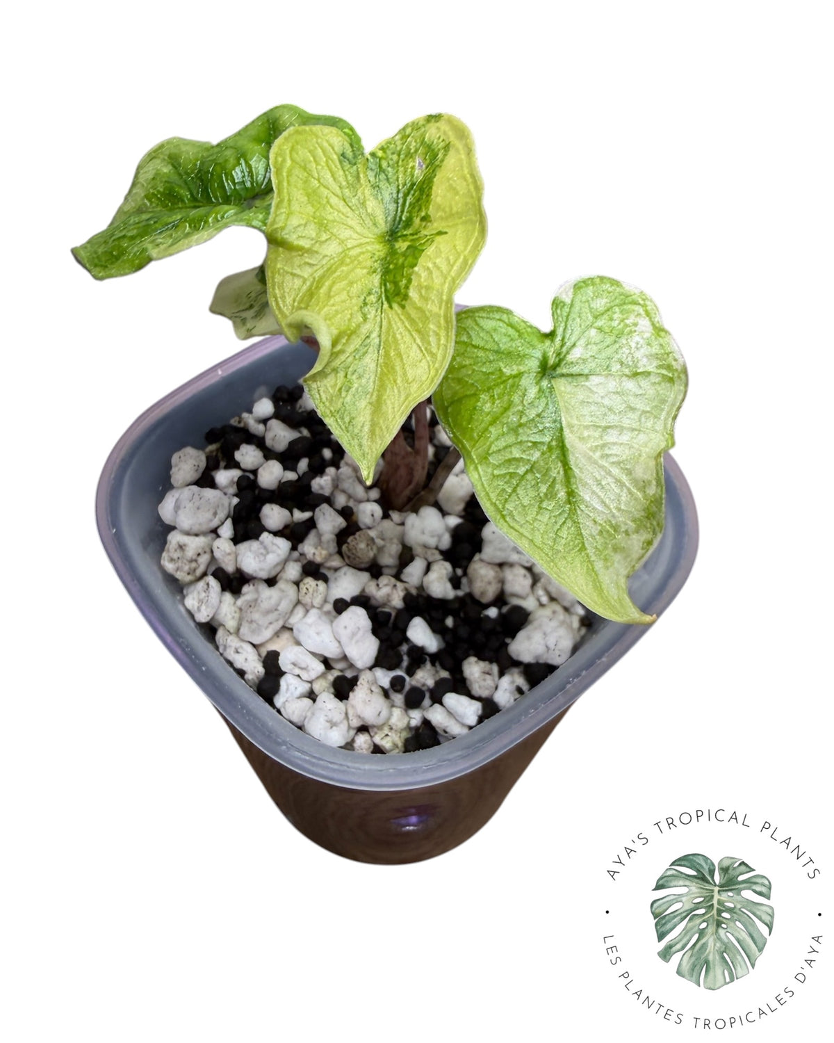 Alocasia Jacklyn Variegated (Grade A)