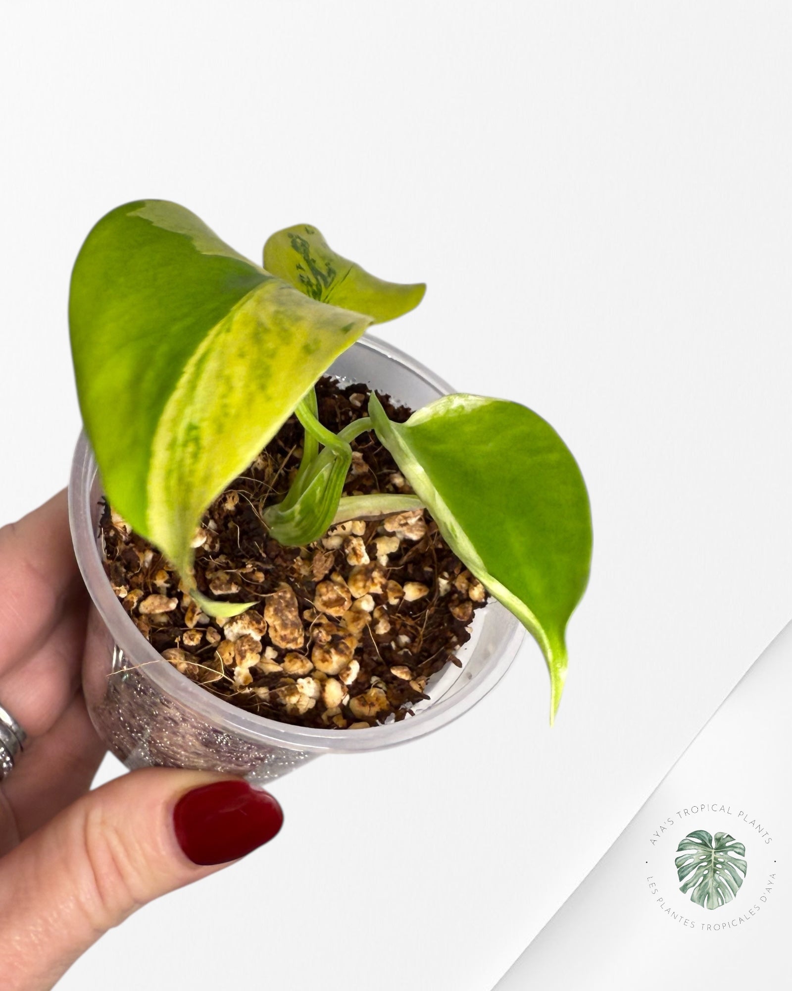 Monstera Deliciosa Electrolyte |Rare TC Plant | Aya's Tropical Plants