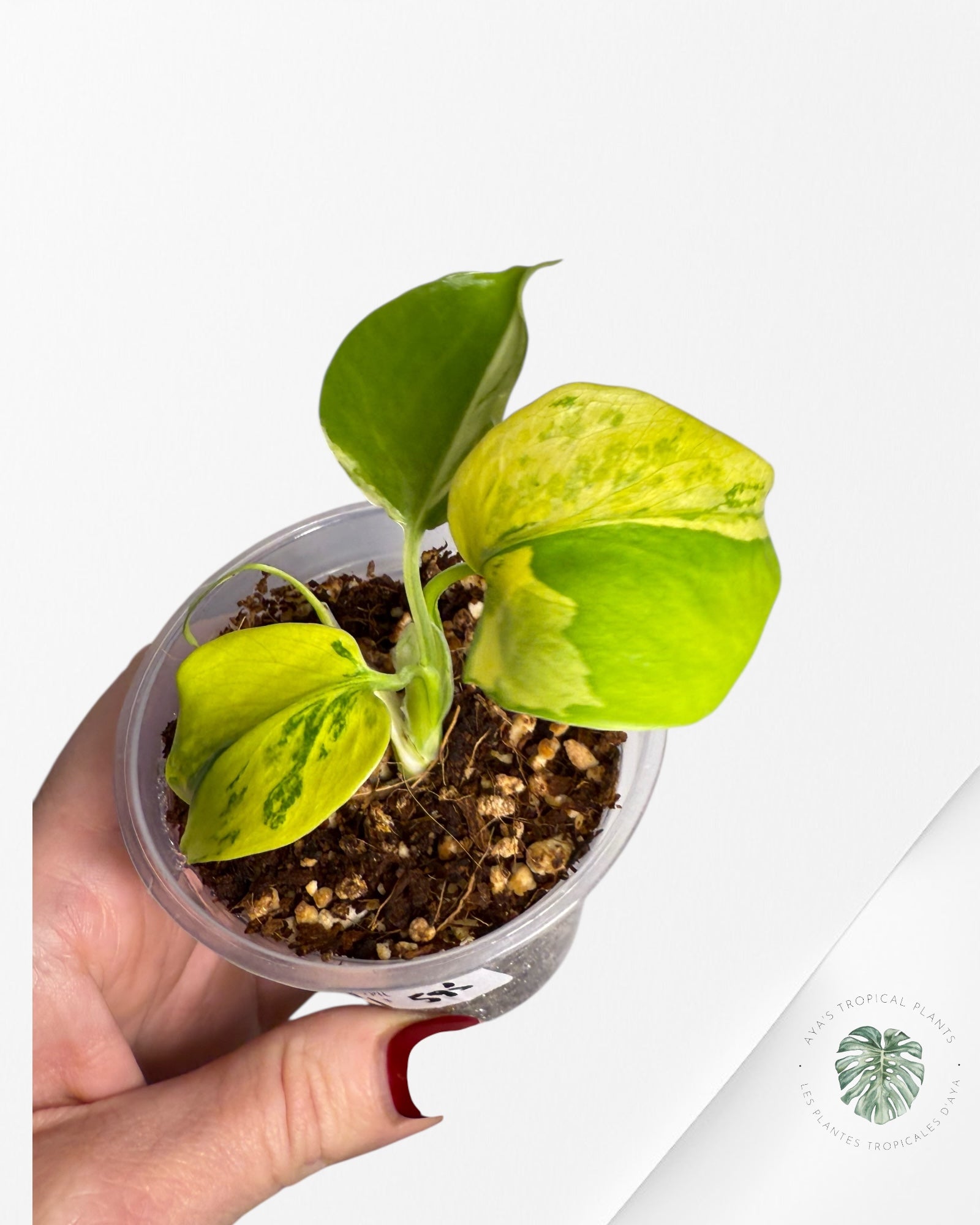 Monstera Deliciosa Electrolyte |Rare TC Plant | Aya's Tropical Plants