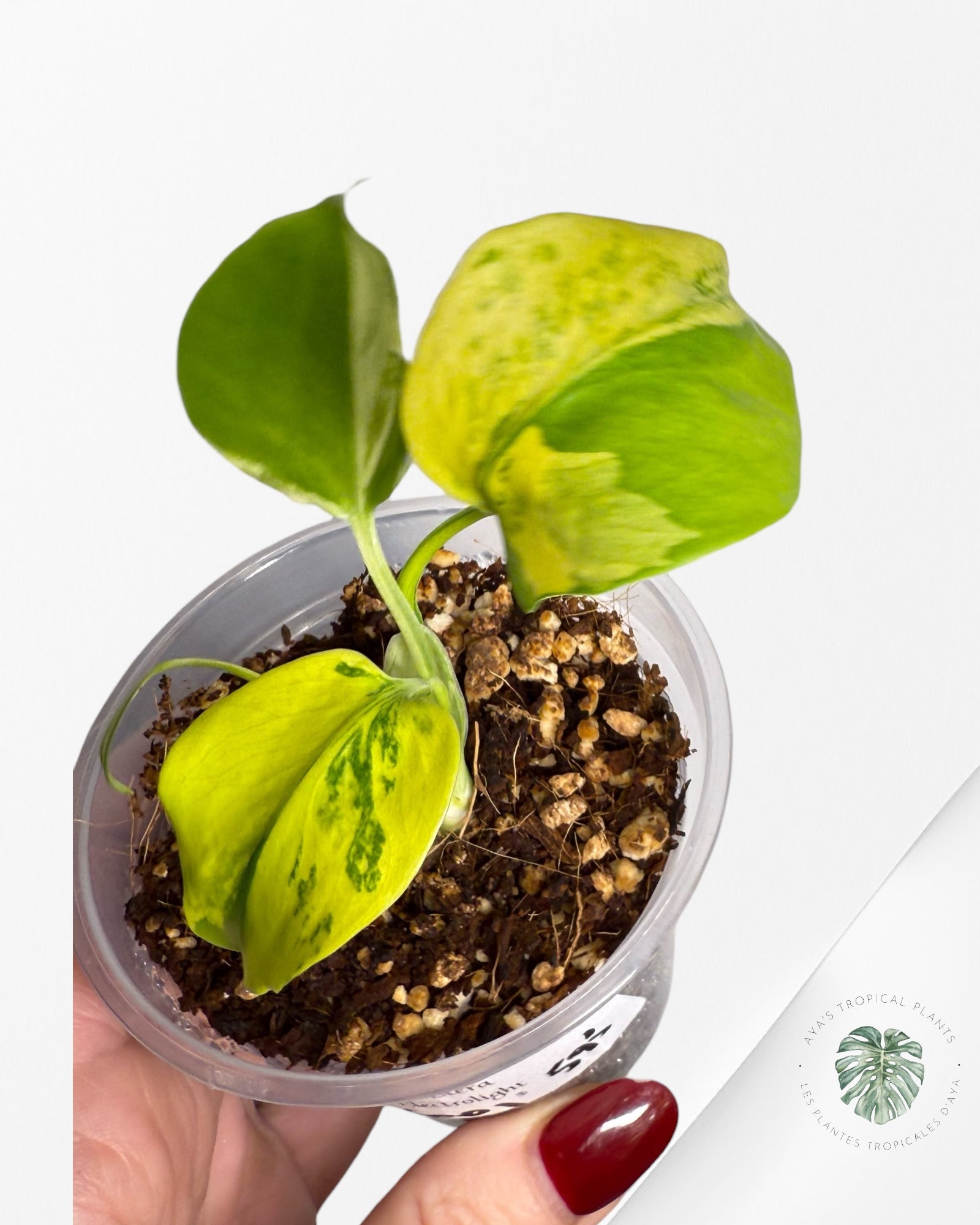 Monstera Deliciosa Electrolyte |Rare TC Plant | Aya's Tropical Plants