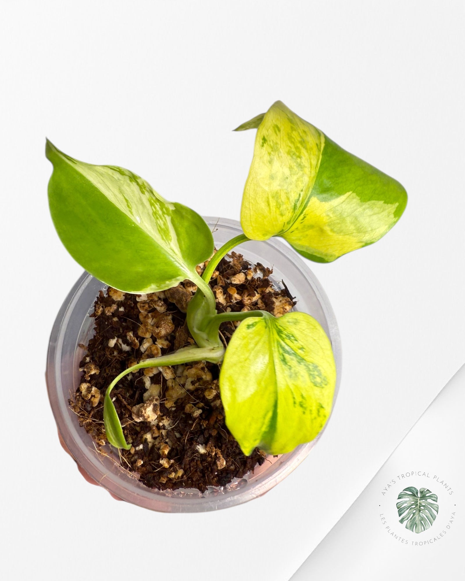 Monstera Deliciosa Electrolyte |Rare TC Plant | Aya's Tropical Plants