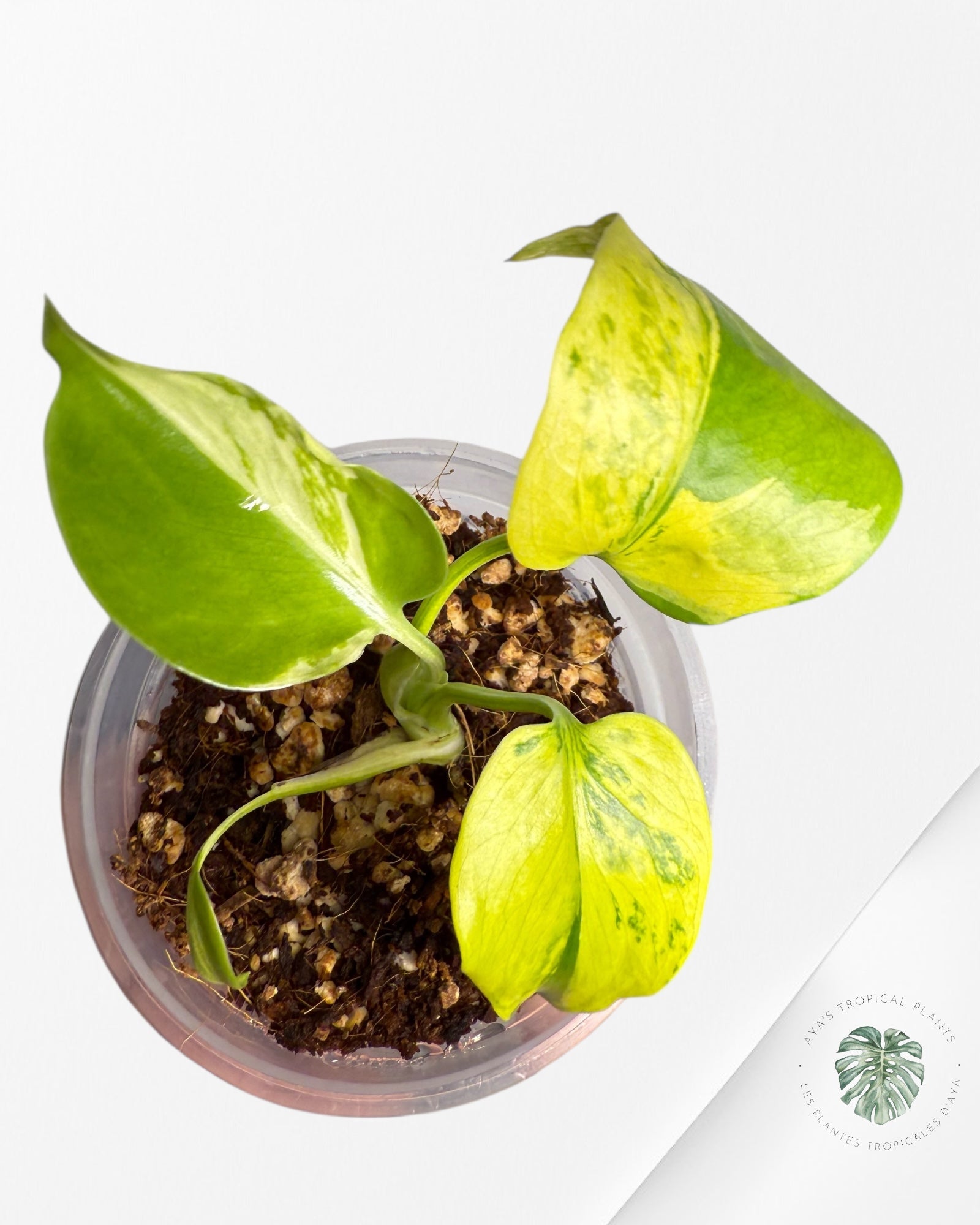 Monstera Deliciosa Electrolyte |Rare TC Plant | Aya's Tropical Plants