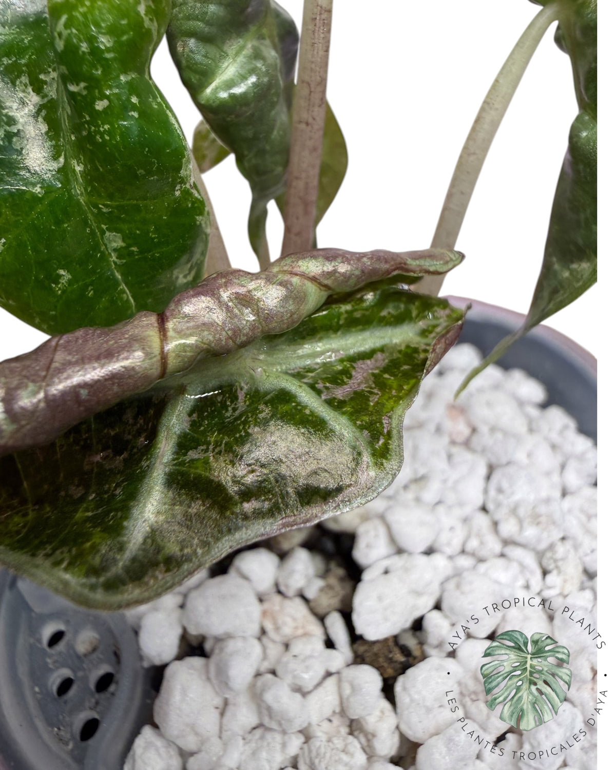 Alocasia Polly Shattered Ruby Variegated
