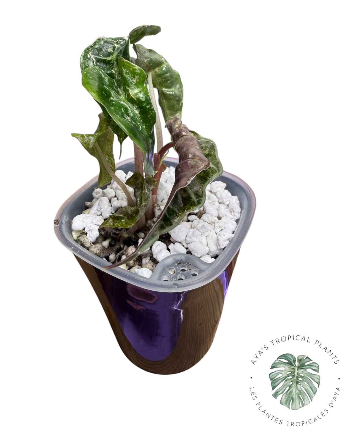 Alocasia Polly Shattered Ruby Variegated