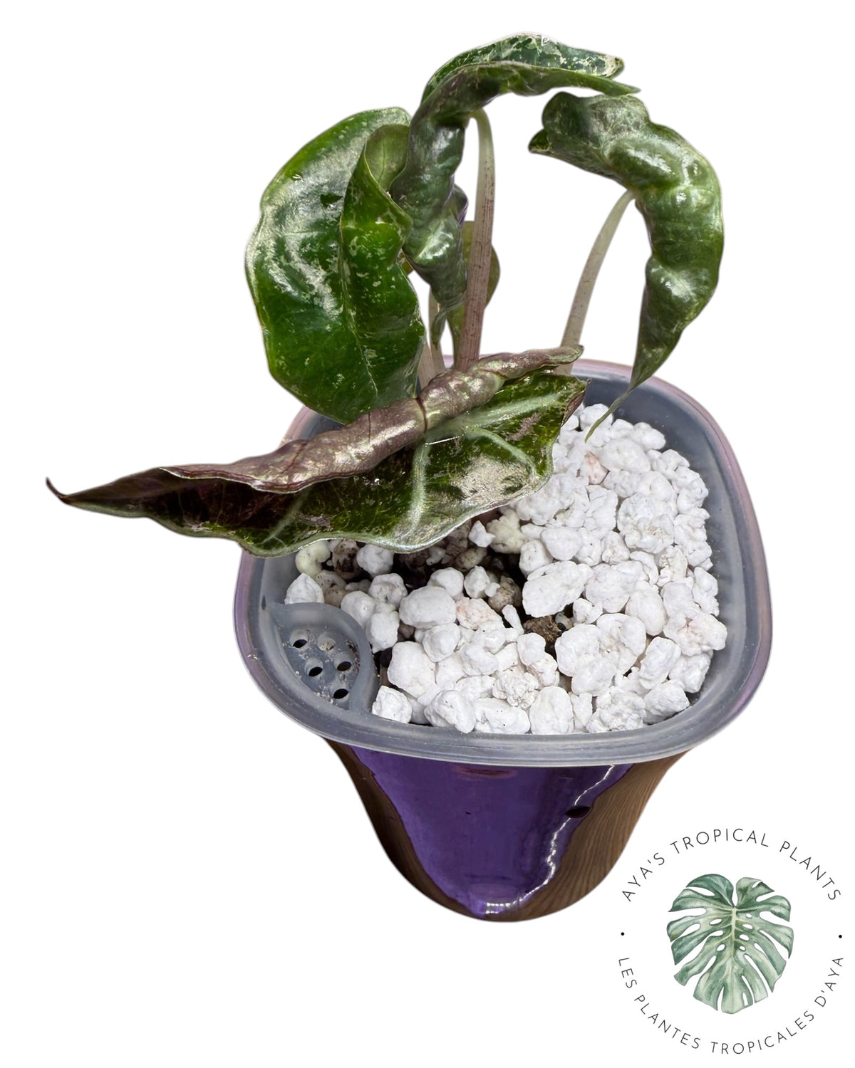 Alocasia Polly Shattered Ruby Variegated