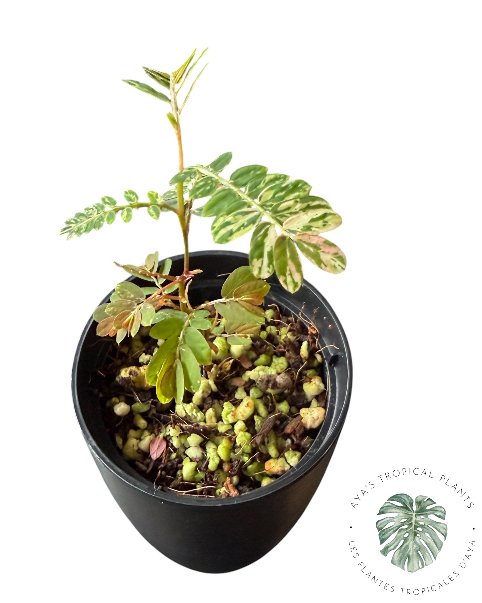 Phyllanthus urinaria 'Pink Variegated