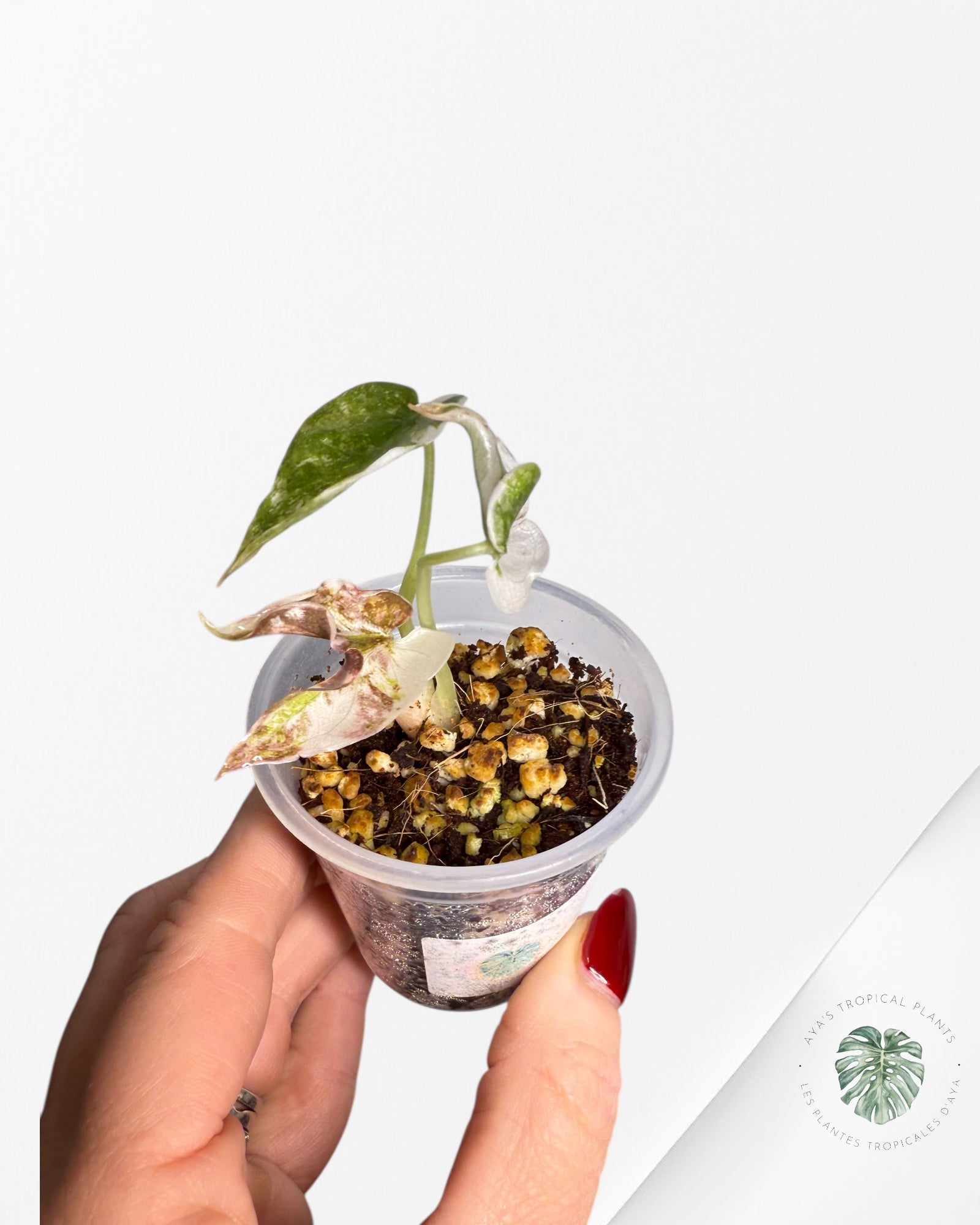 Alocasia Cuprea Pink Variegated | Rare TC Plant| Aya's Tropical Plants