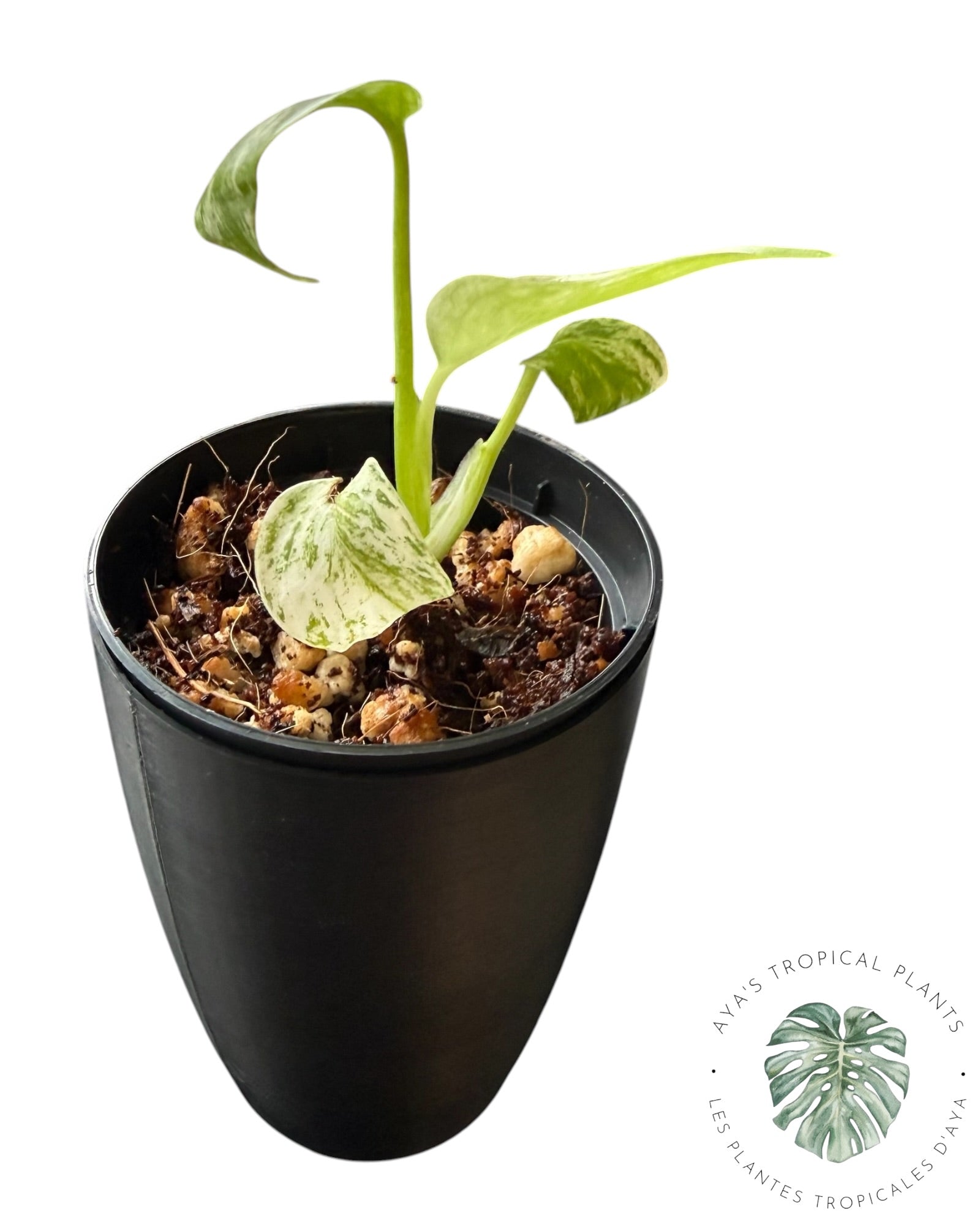 Monstera Deliciosa « Starlight »