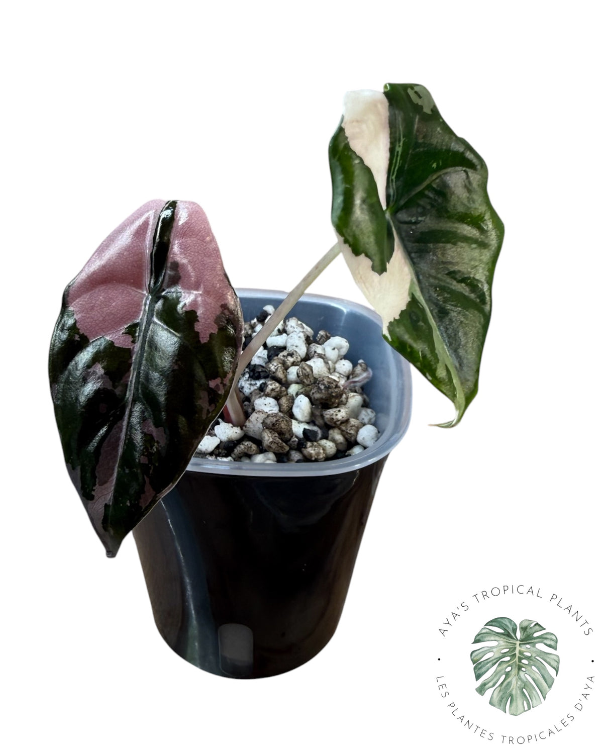 Alocasia Chantrieri Pink Variegated