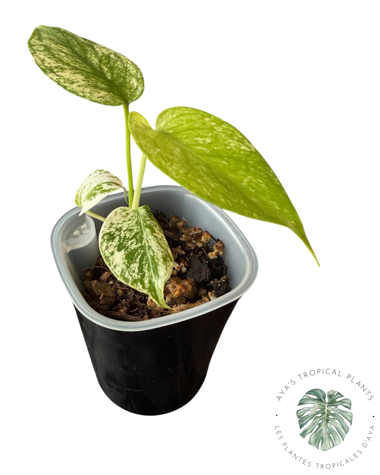 Monstera Monstre Blanc