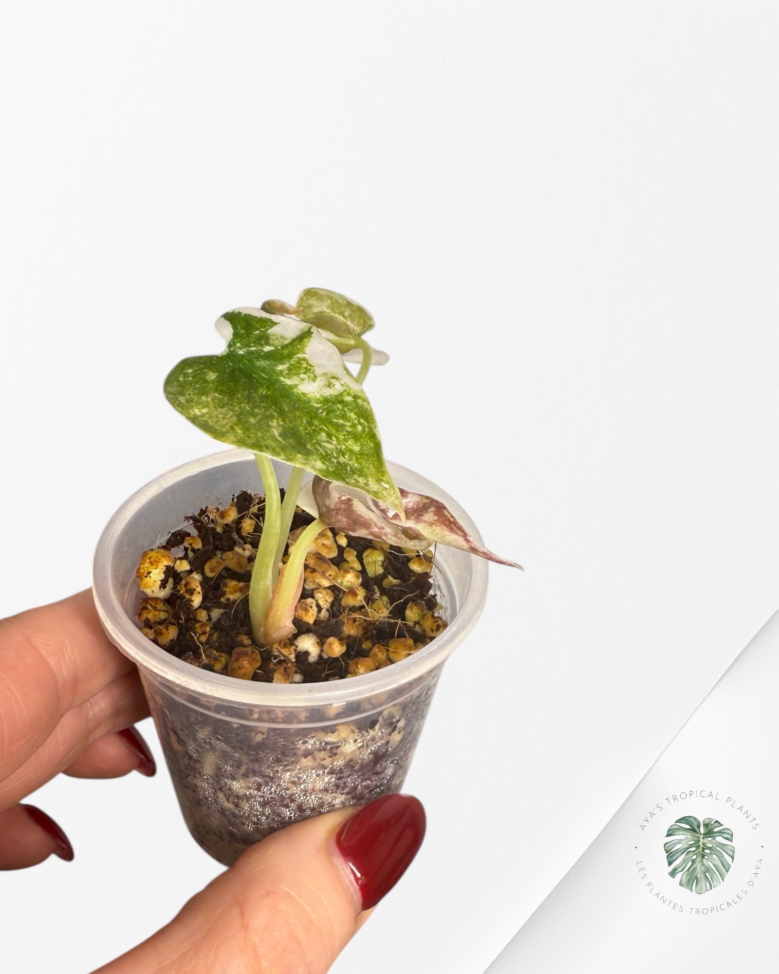 Alocasia Cuprea Pink Variegated | Rare TC Plant| Aya's Tropical Plants