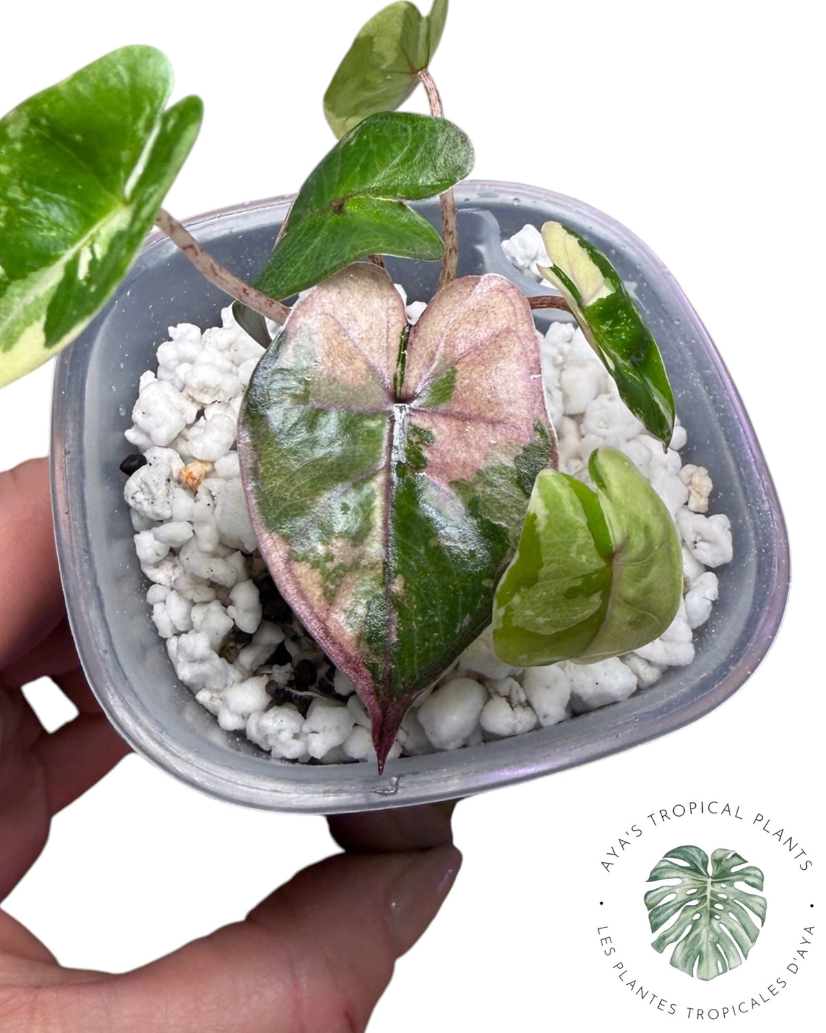 Alocasia Yucatan Princess Pink Variegated