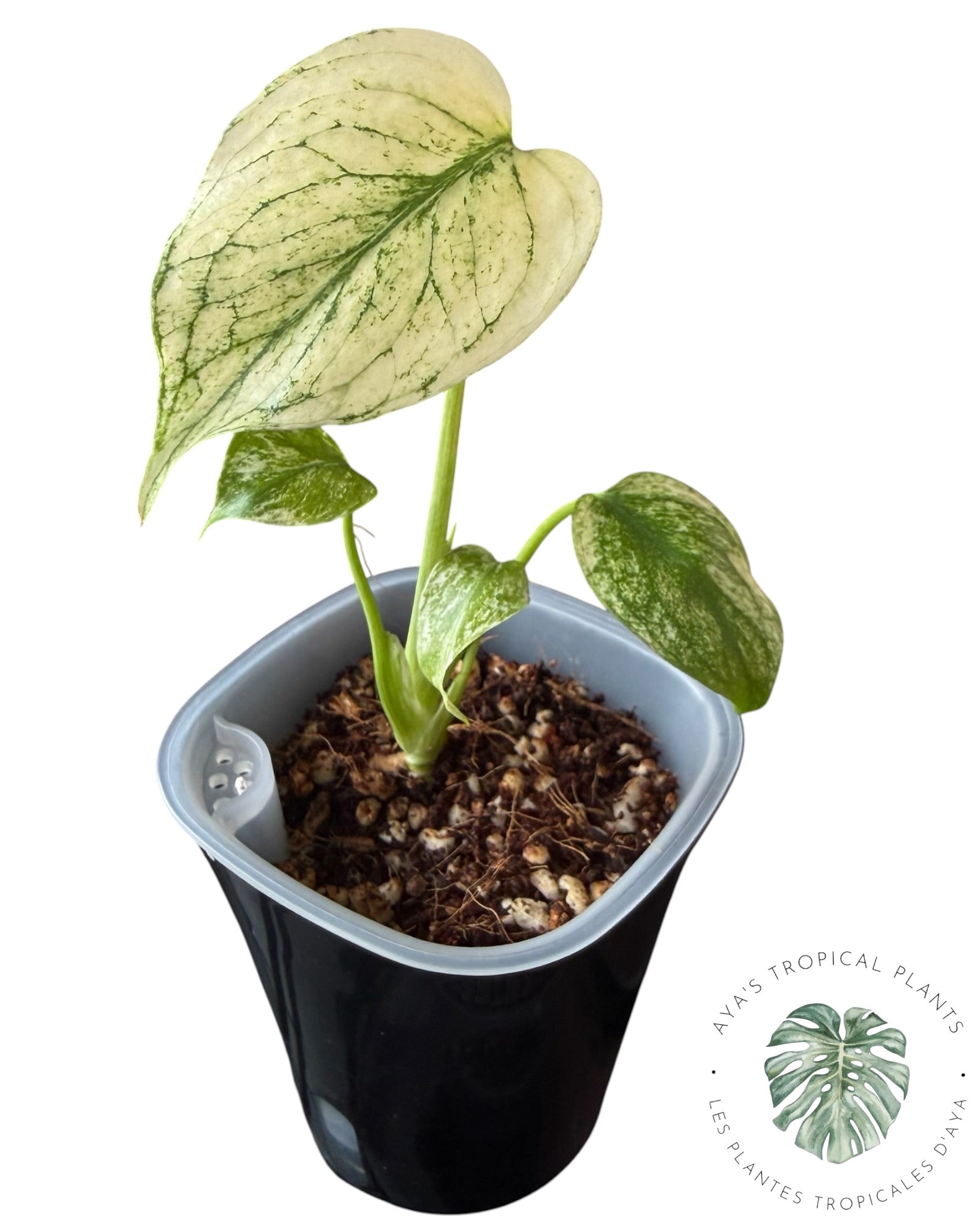 Monstera Monstre Blanc