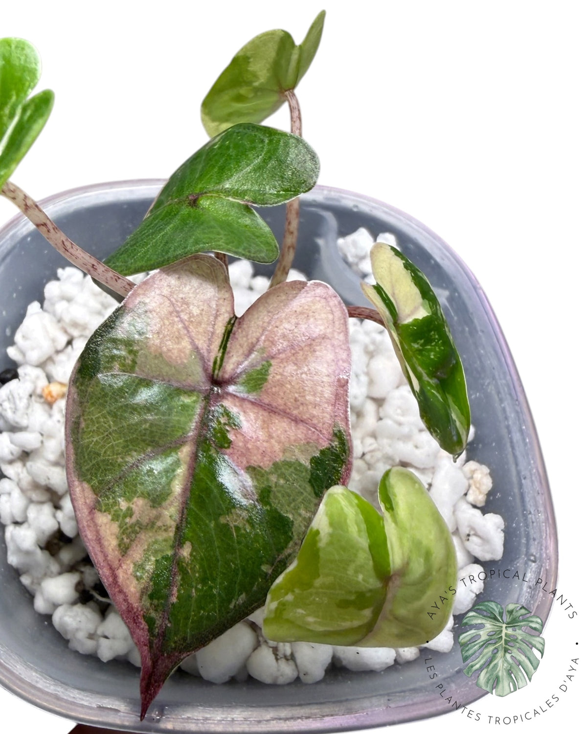 Alocasia Yucatan Princess Pink Variegated