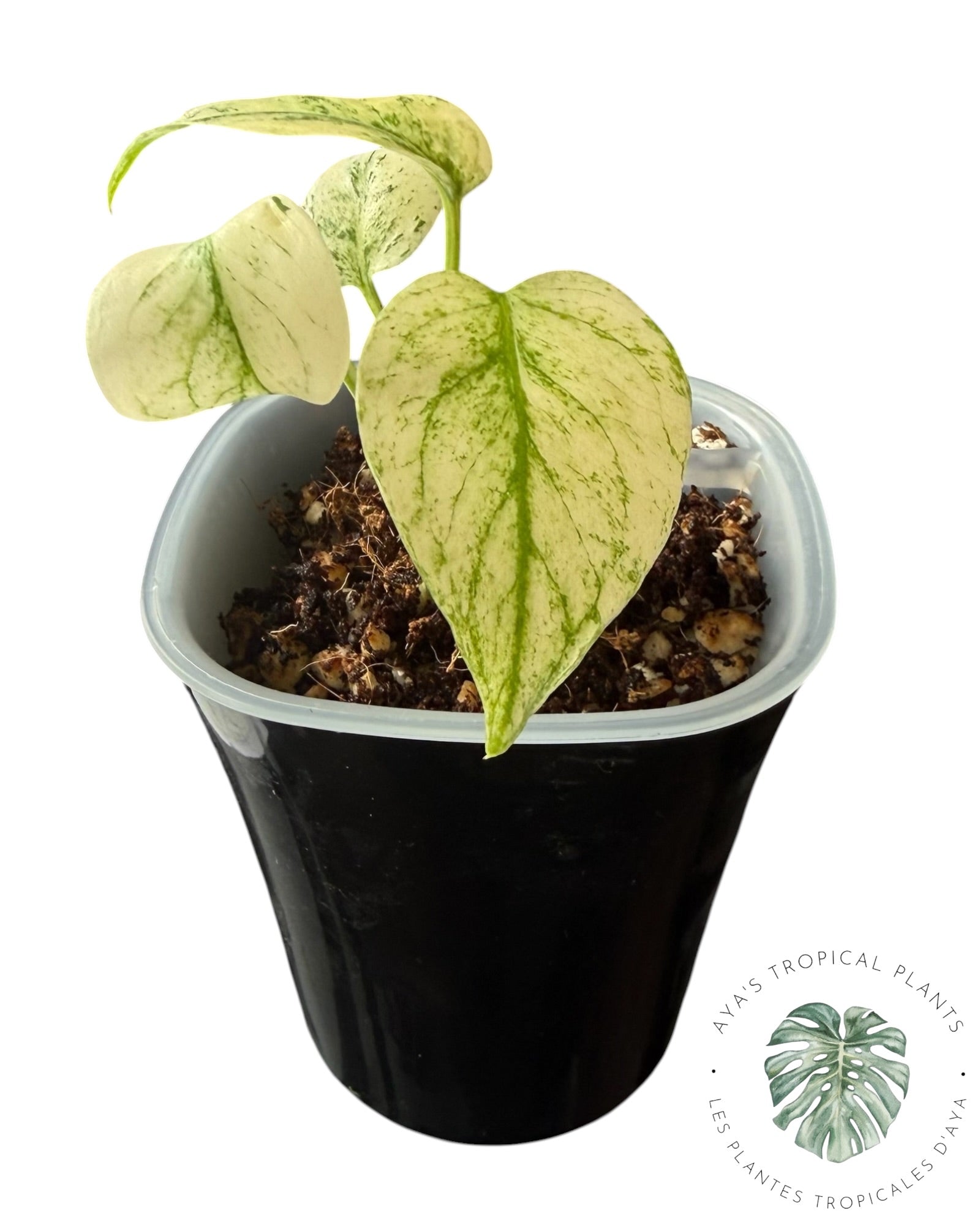 Monstera Monstre Blanc